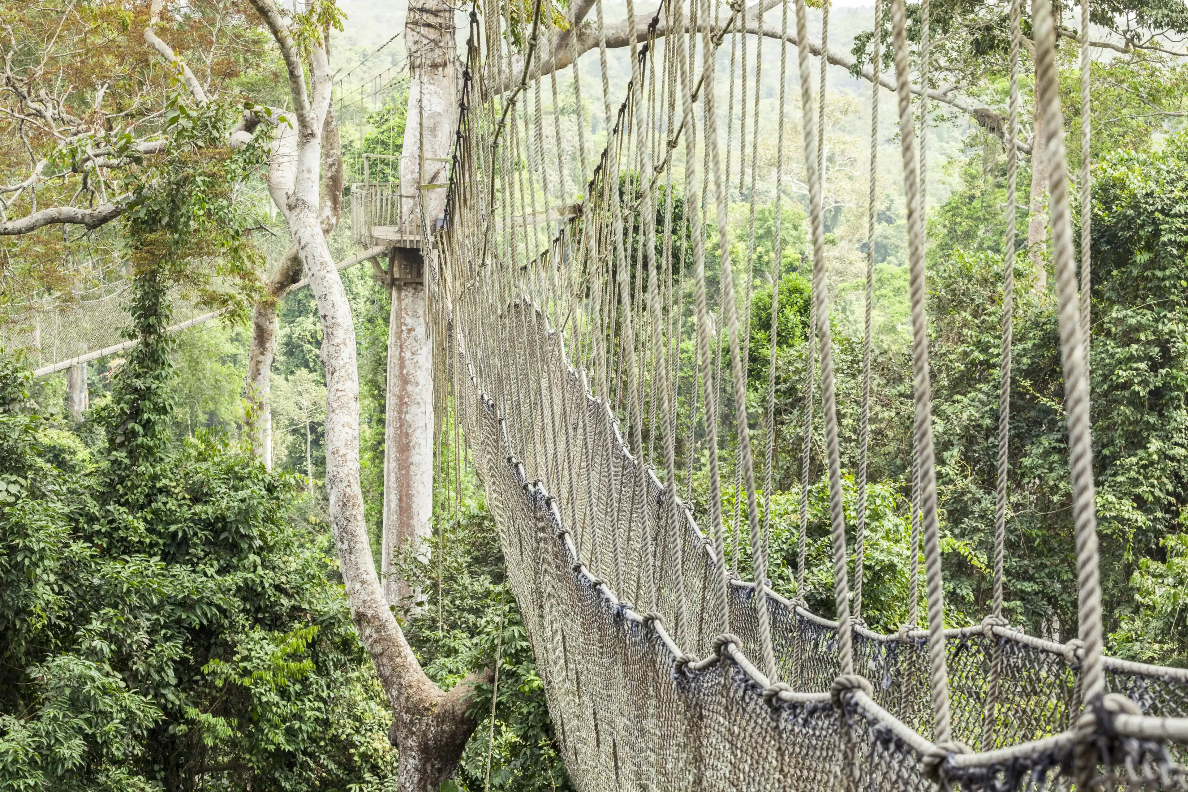 Canopy walkway in Kakum National Park, Accra Region, Ghana Canopy walkway in Kakum National Park, Accra Region, Ghana