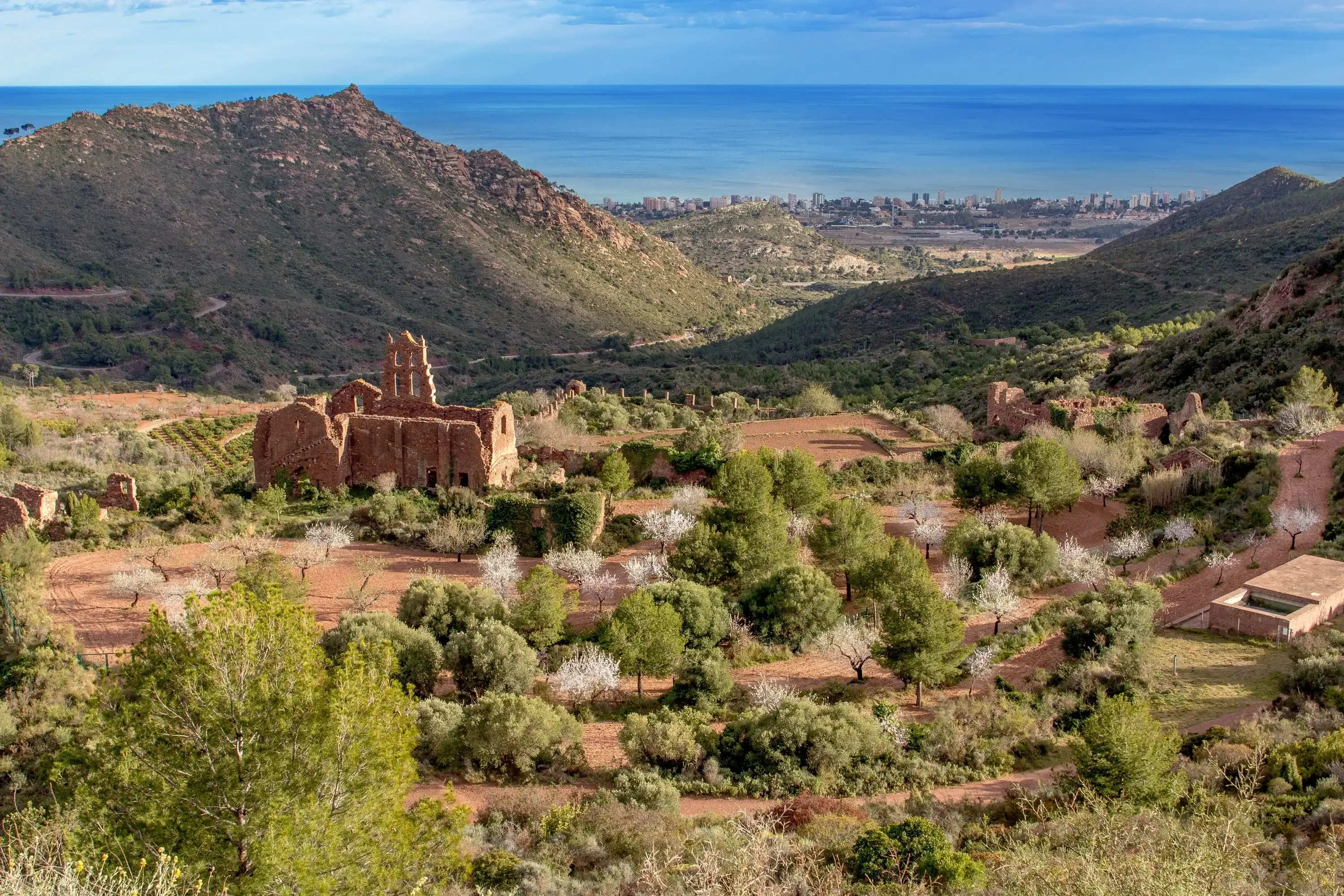 Almond trees in Benicàssim, Spain Almond trees in Benicàssim, Spain