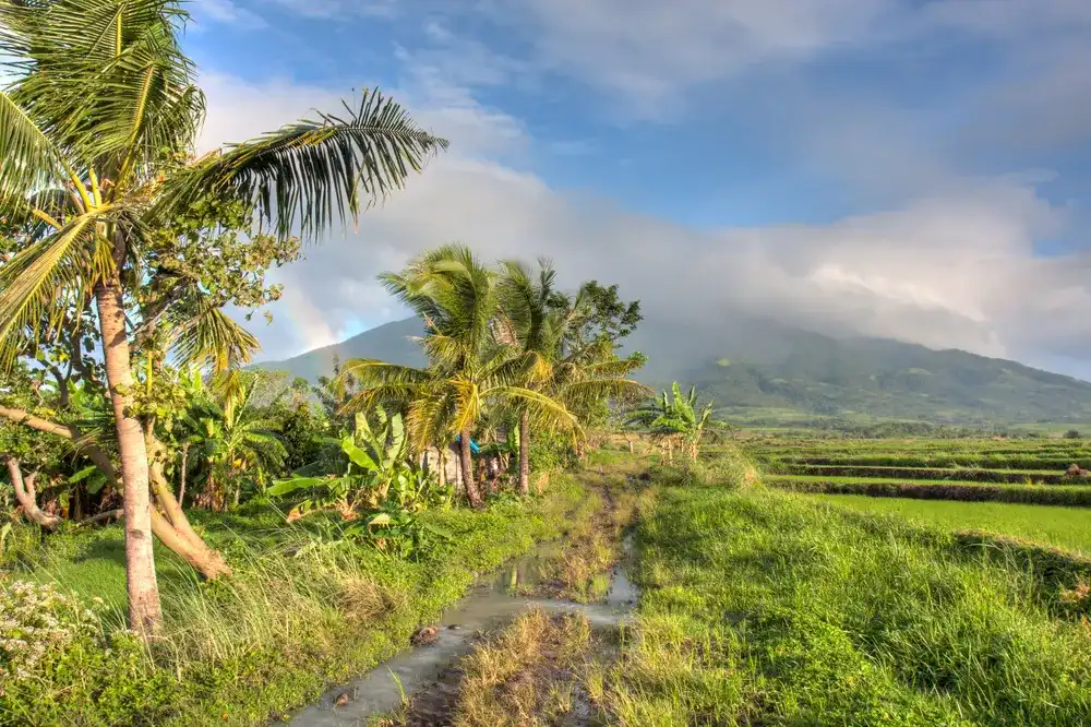 A muddy road cuts through a rice field in the Philippines. A muddy road cuts through a rice field in the Philippines.