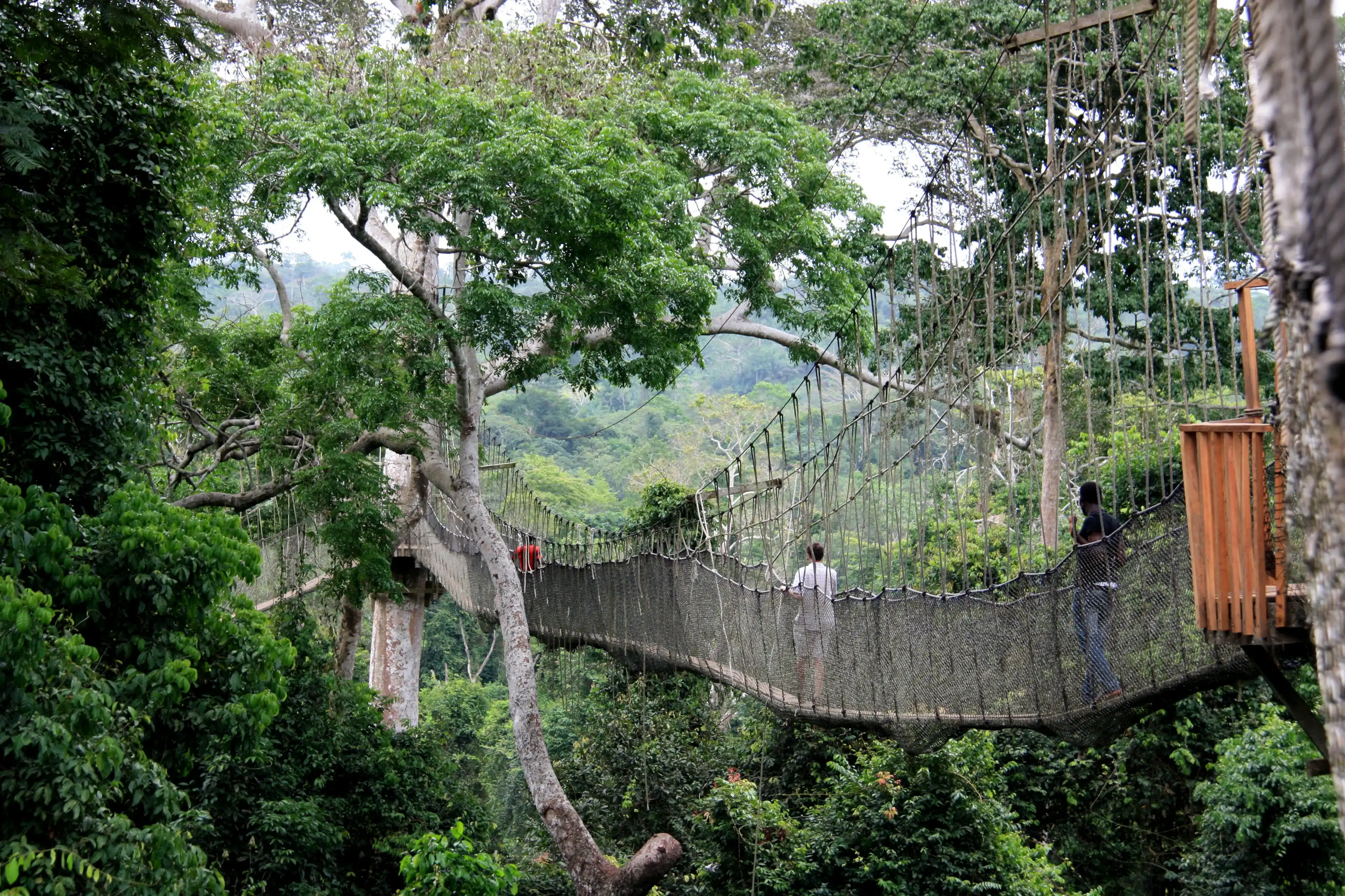 Kakum National Park, Ghana - March 10th 2013: Tourists exploring the upper level of the rain forest while walking across rope bridges of the Canopy Walkway at the Kakum National Park near Cape Coast Kakum National Park, Ghana - March 10th 2013: Tourists exploring the upper level of the rain forest while walking across rope bridges of the Canopy Walkway at the Kakum National Park near Cape Coast