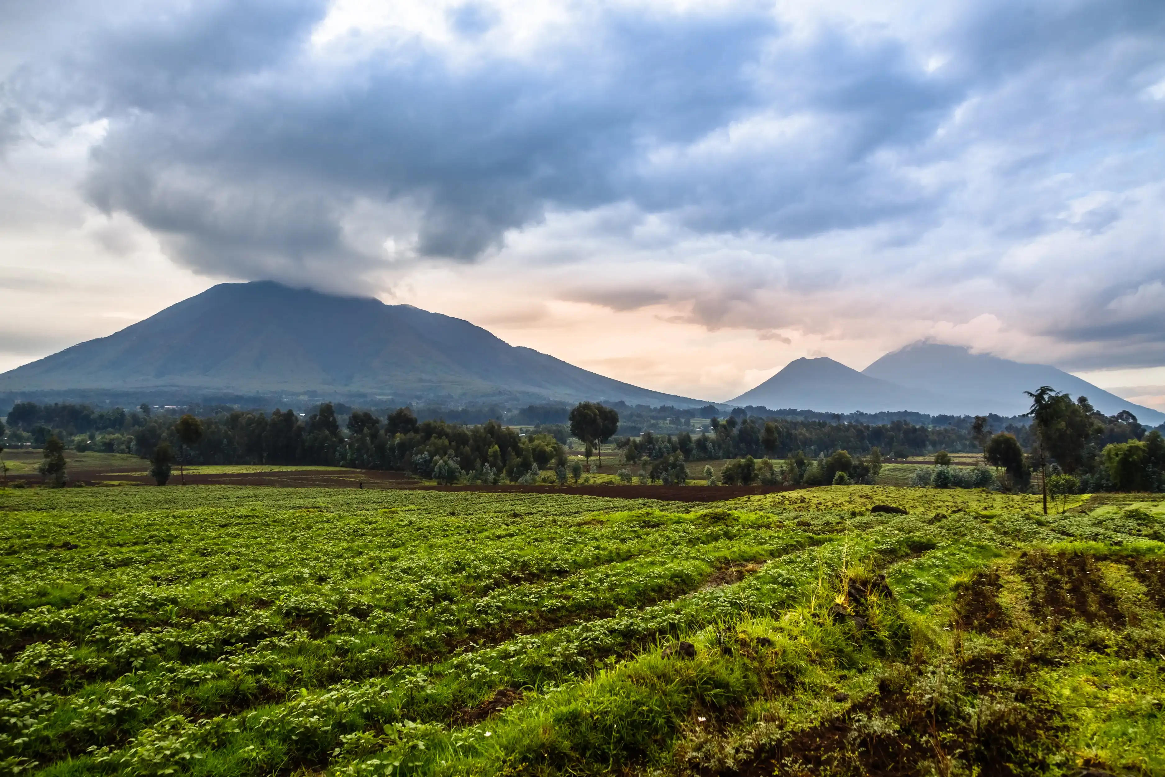 Virunga volcano national park landscape with green farmland fields in the foreground, Rwanda Virunga volcano national park landscape with green farmland fields in the foreground, Rwanda