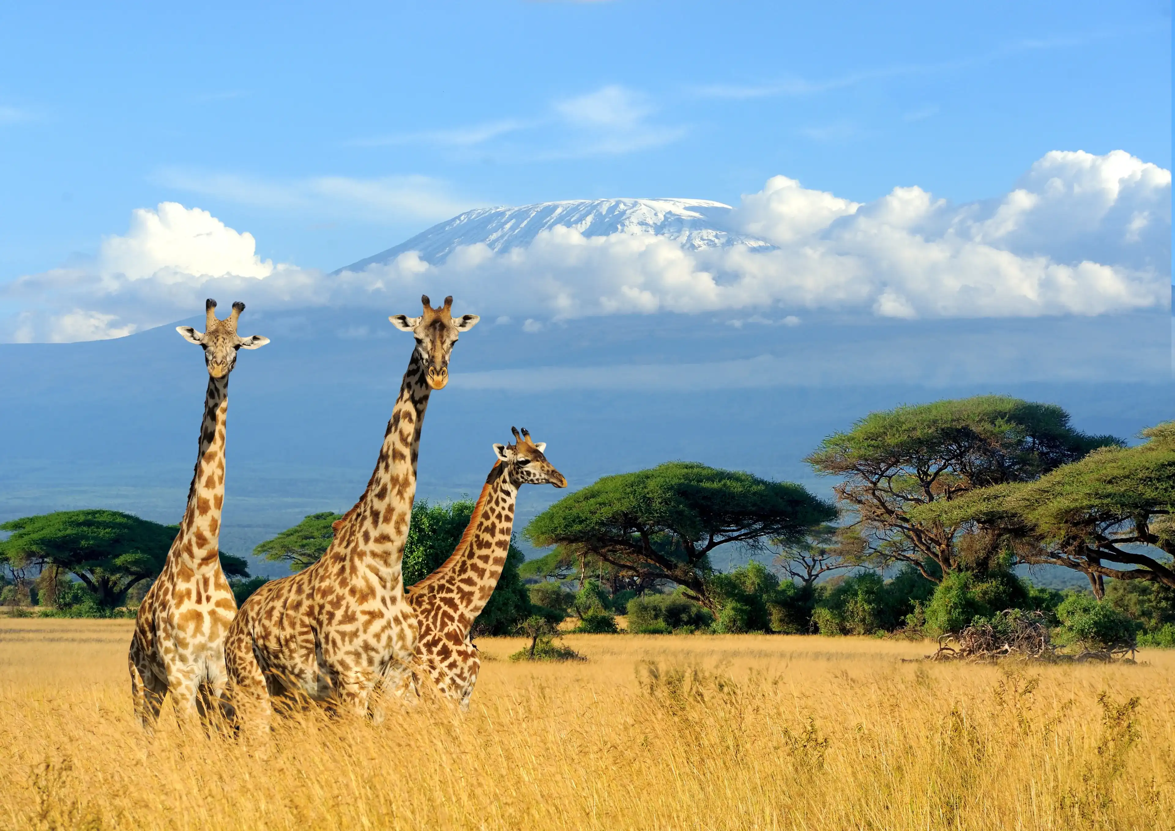 Three giraffe on Kilimanjaro mount background in National park of Kenya, Africa Three giraffe on Kilimanjaro mount background in National park of Kenya, Africa