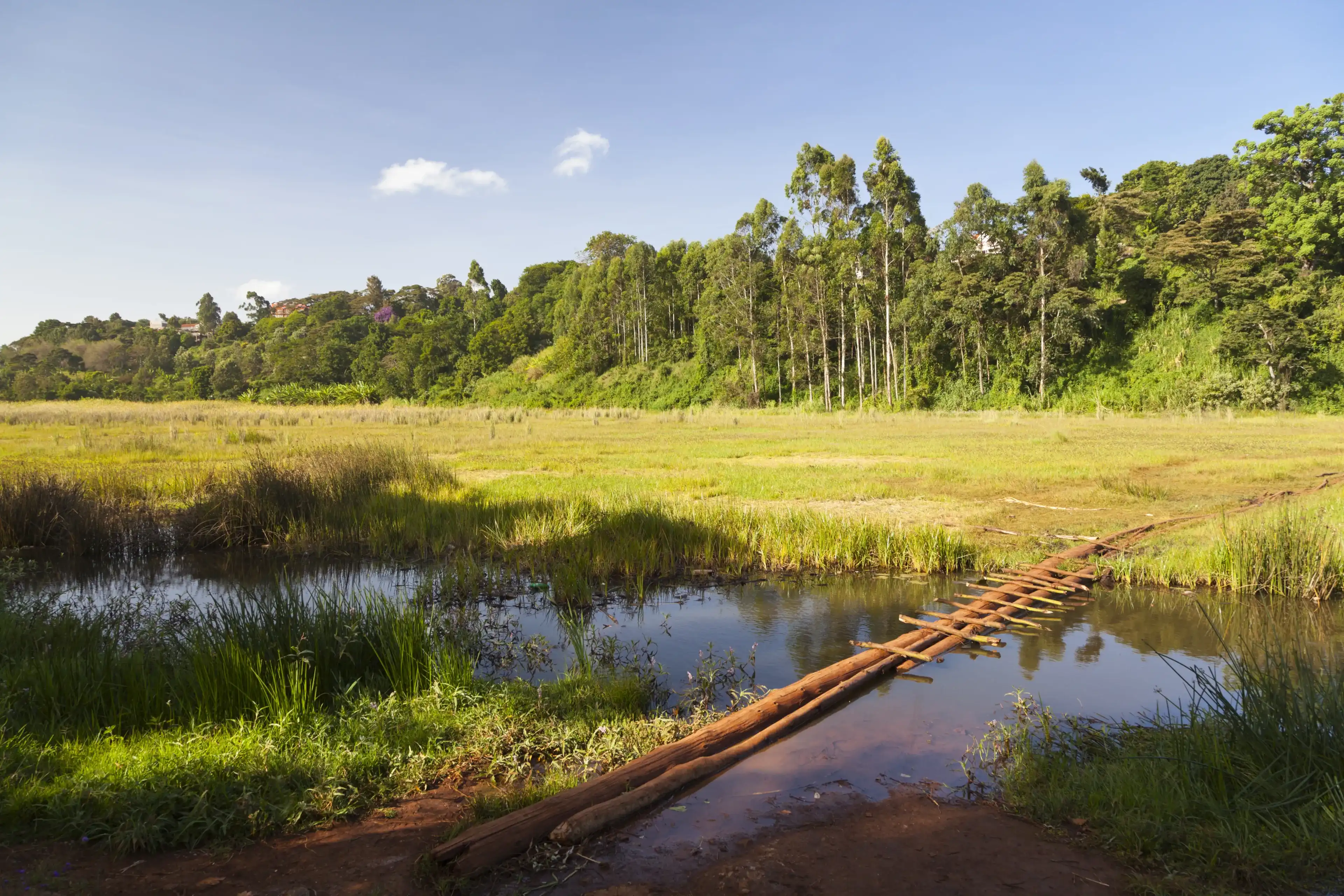 The famous Ondiri Swamp in Kikuyu near Nairobi in Kenya. The floating vegetation layer wobbles as you walk or jump on it. The famous Ondiri Swamp in Kikuyu near Nairobi in Kenya. The floating vegetation layer wobbles as you walk or jump on it.