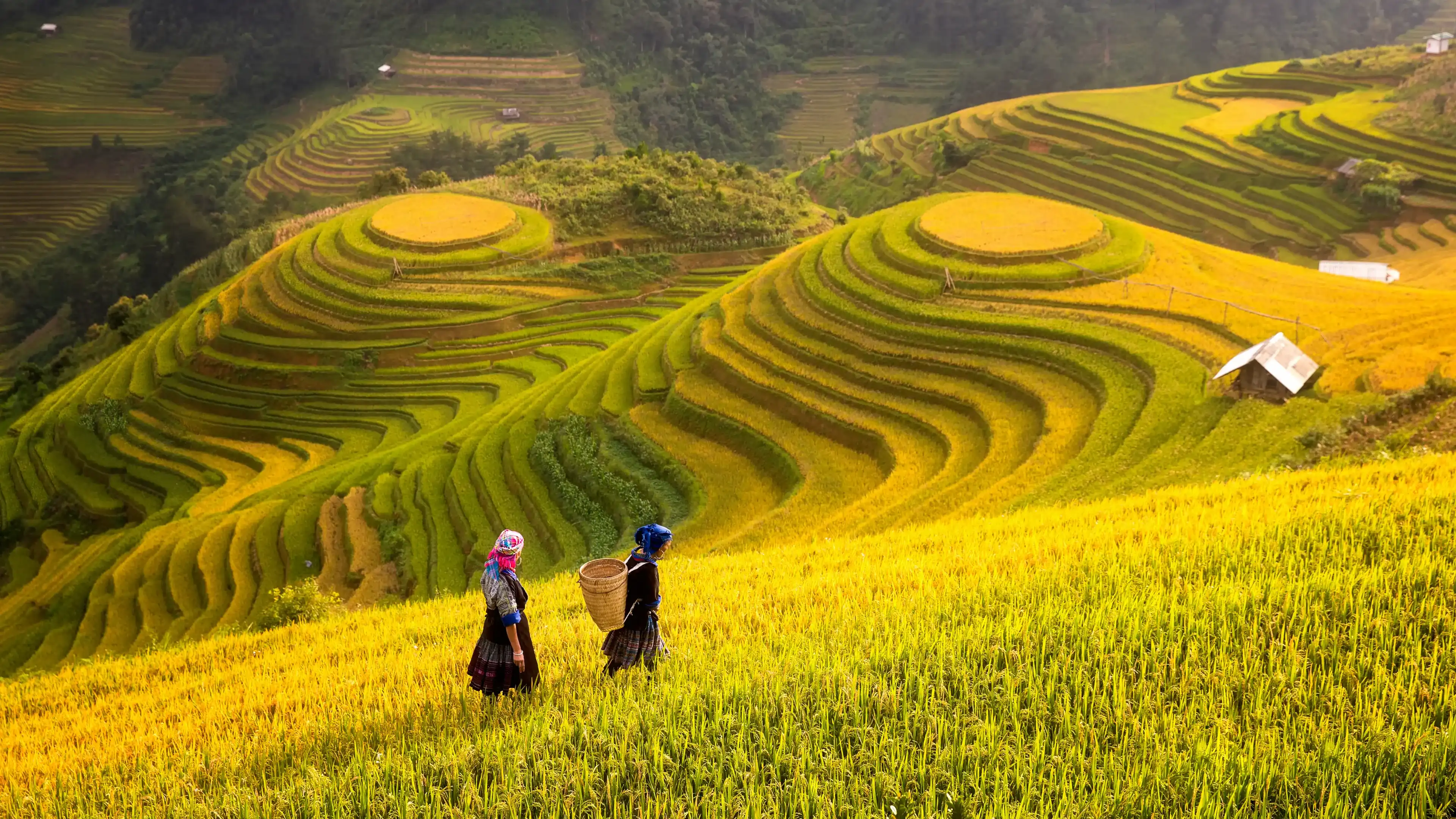Rice fields on terraced of Mu Cang Chai, YenBai, Rice fields prepare the harvest at Northwest Vietnam.Vietnam landscapes. Rice fields on terraced of Mu Cang Chai, YenBai, Rice fields prepare the harvest at Northwest Vietnam.Vietnam landscapes.
