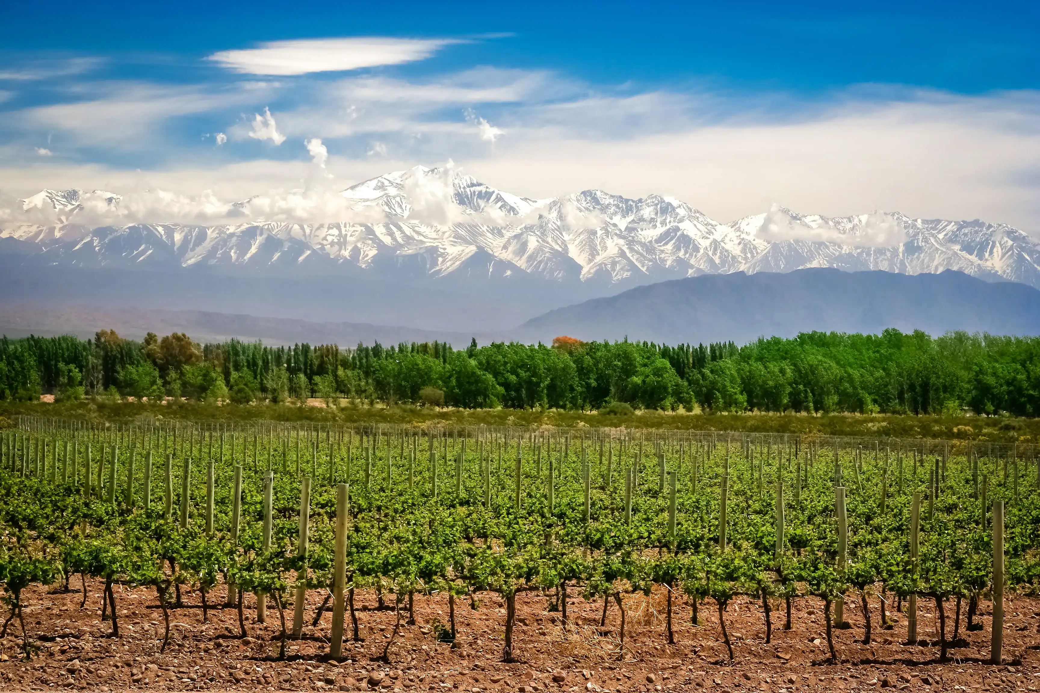 Organic vineyards near Mendoza in Argentina with Andes in the background Organic vineyards near Mendoza in Argentina with Andes in the background