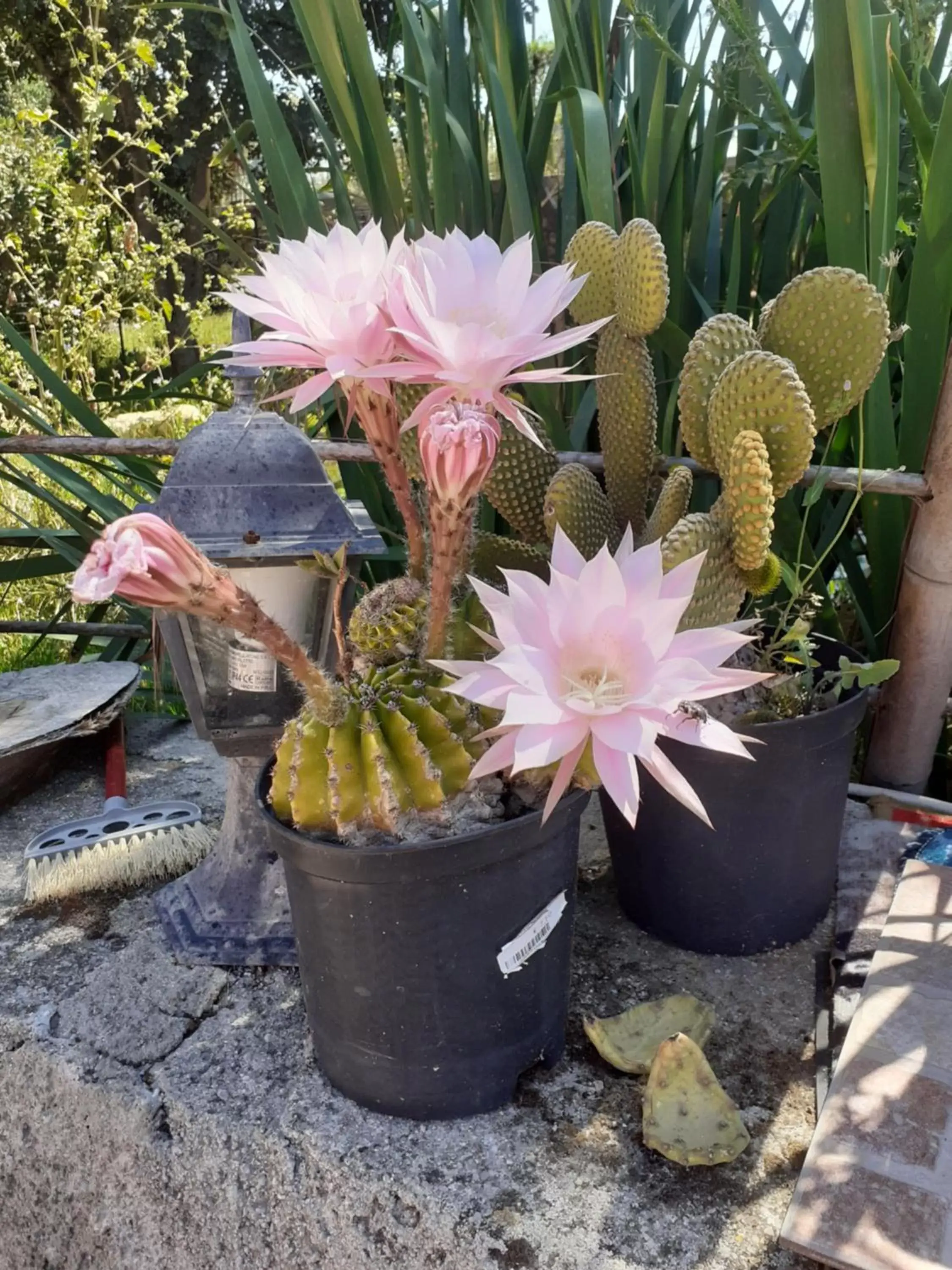 Basic Triple Room with Shared Bathroom - single occupancy in Albero della musica Basic Triple Room with Shared Bathroom - single occupancy in Albero della musica