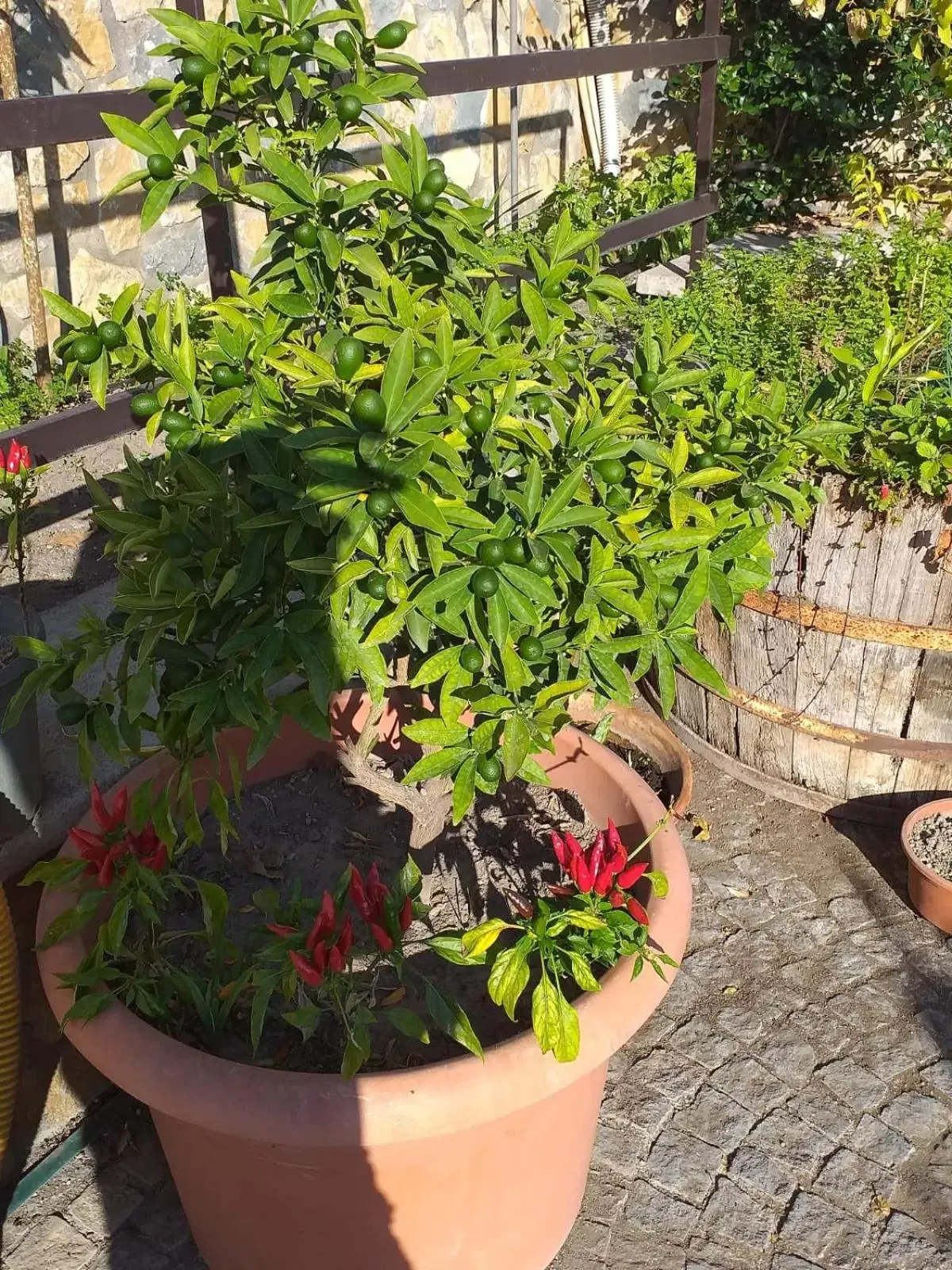 Appartamento HOUSE IDA Appartamento HOUSE IDA