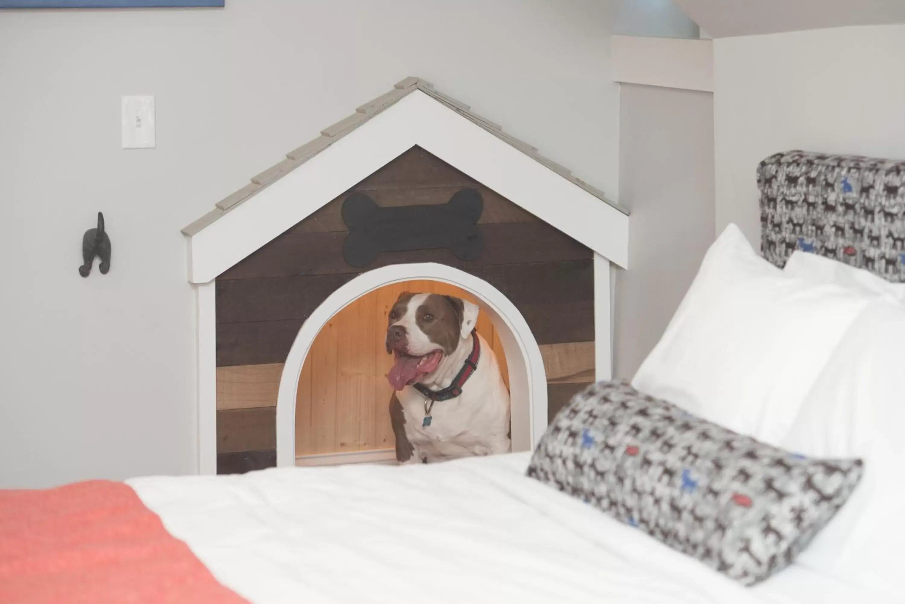 Room 12 in Paws on Pelham Room 12 in Paws on Pelham