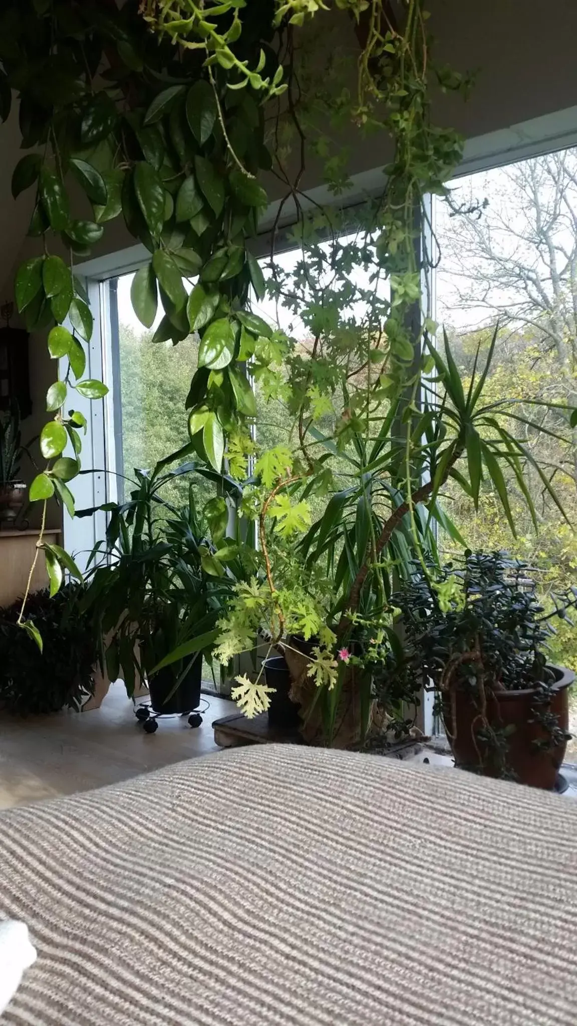 Petersholm Petersholm