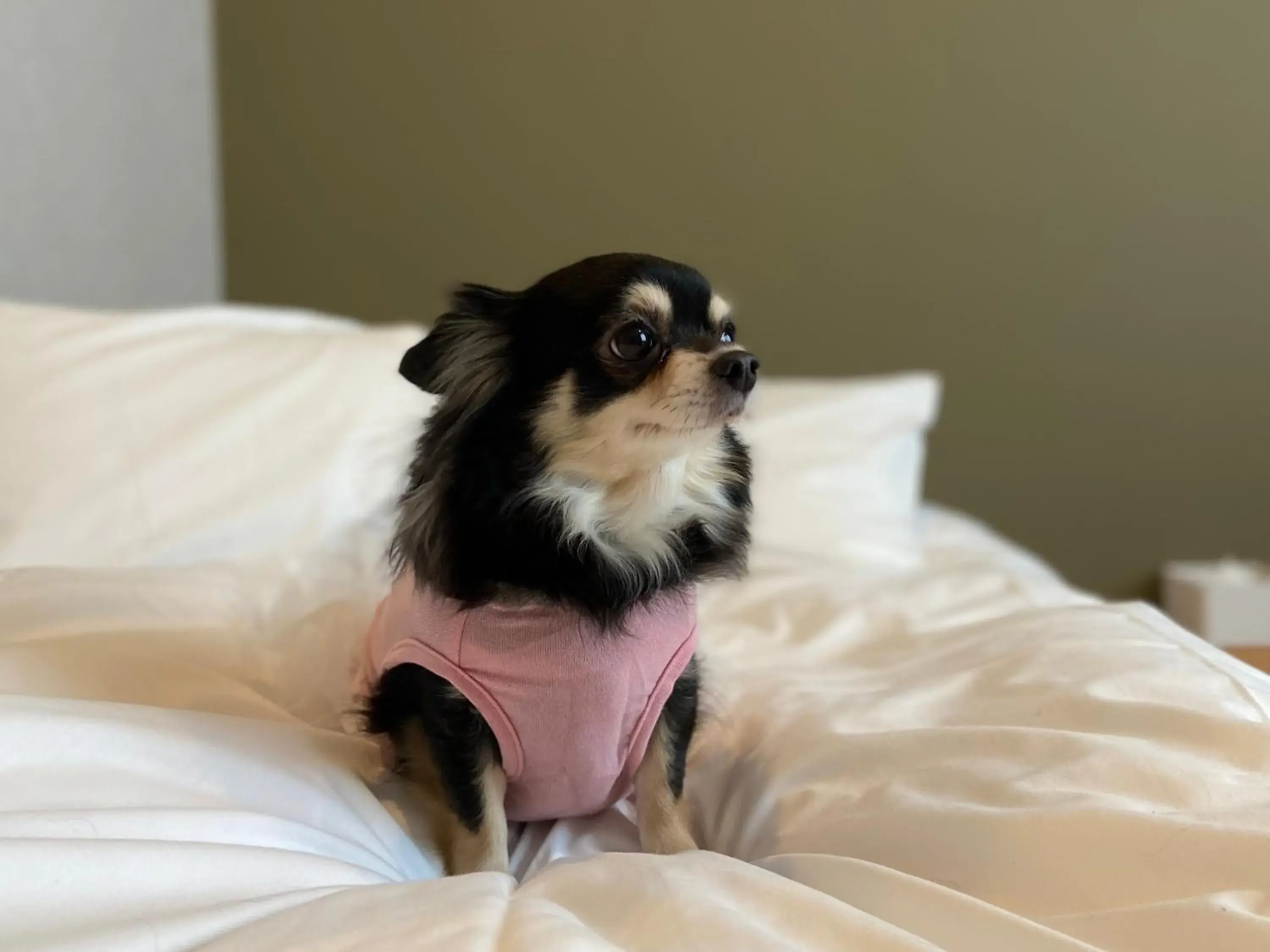 Dog-Friendly - single occupancy - Non-Smoking (For One Dog) - Twin Room in IMANO OSAKA SHINSAIBASHI HOSTEL Dog-Friendly - single occupancy - Non-Smoking (For One Dog) - Twin Room in IMANO OSAKA SHINSAIBASHI HOSTEL