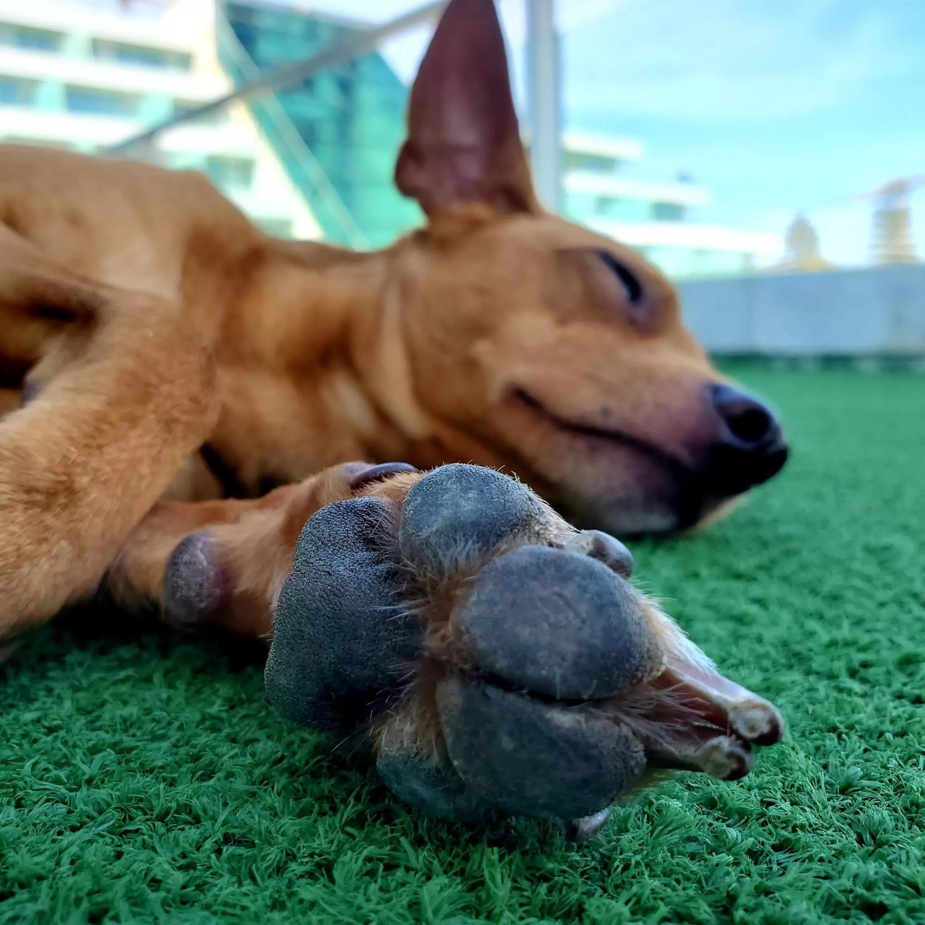 Pet Friendly Room - up to 10Kg in Hotel Cascais Miragem Health & Spa Pet Friendly Room - up to 10Kg in Hotel Cascais Miragem Health & Spa