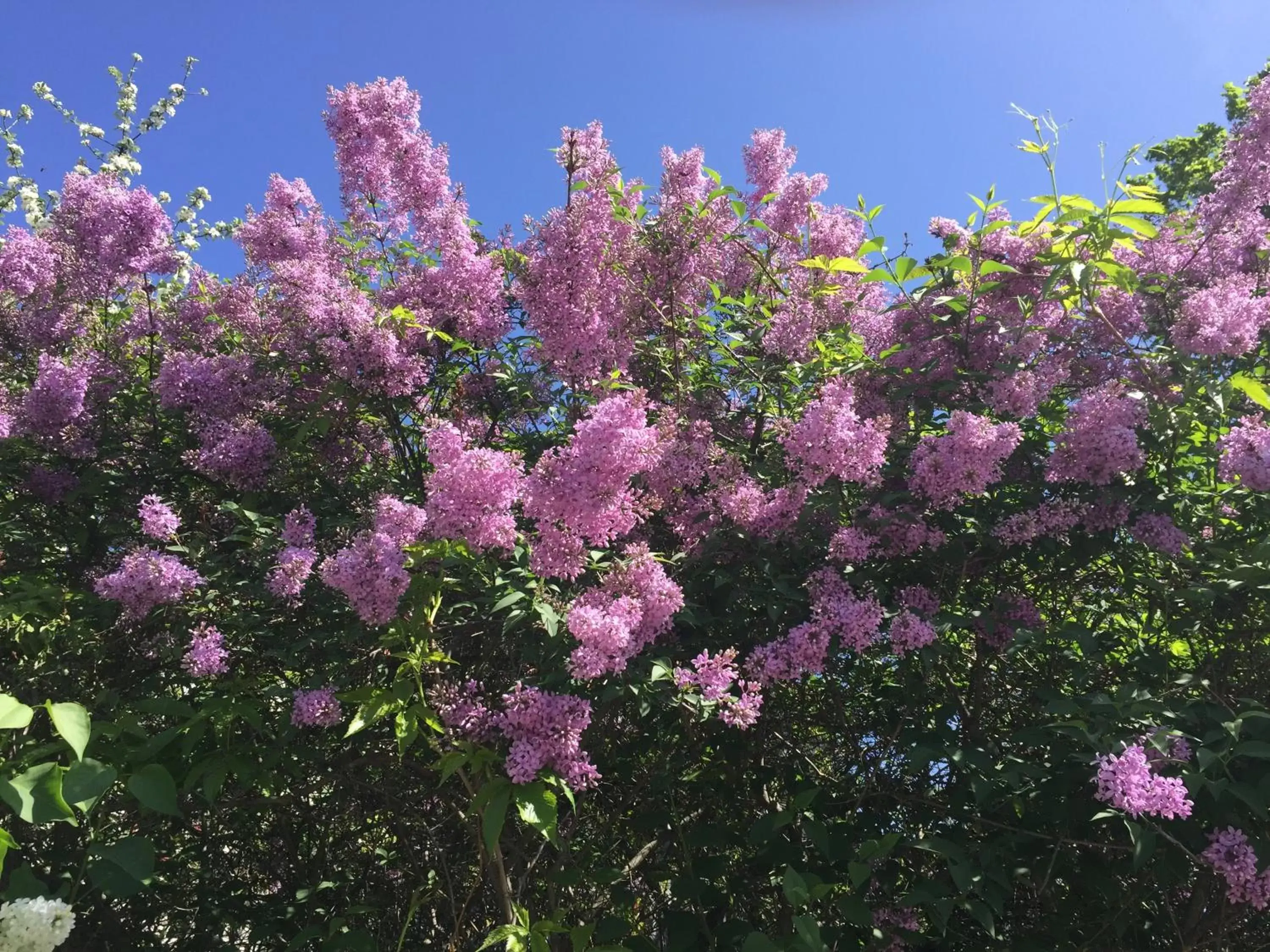 Borgs Villahotell och B&B Borgs Villahotell och B&B