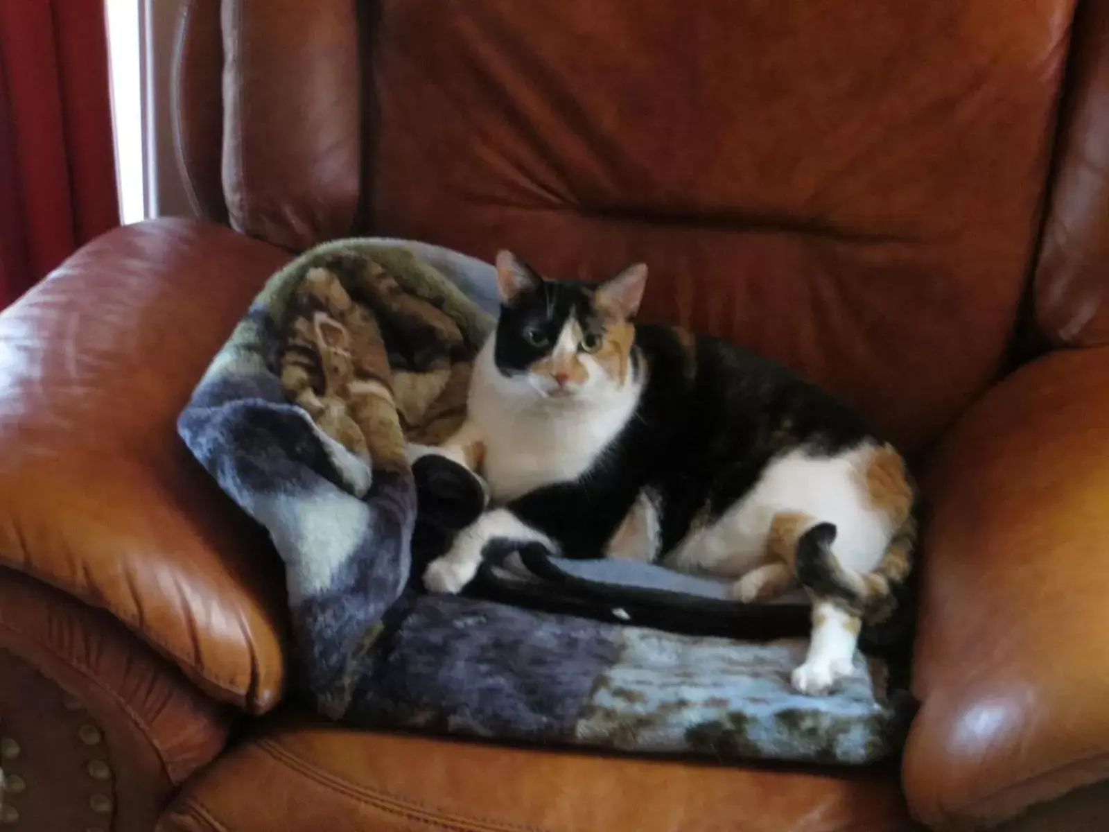 La maison sous les arbres La maison sous les arbres