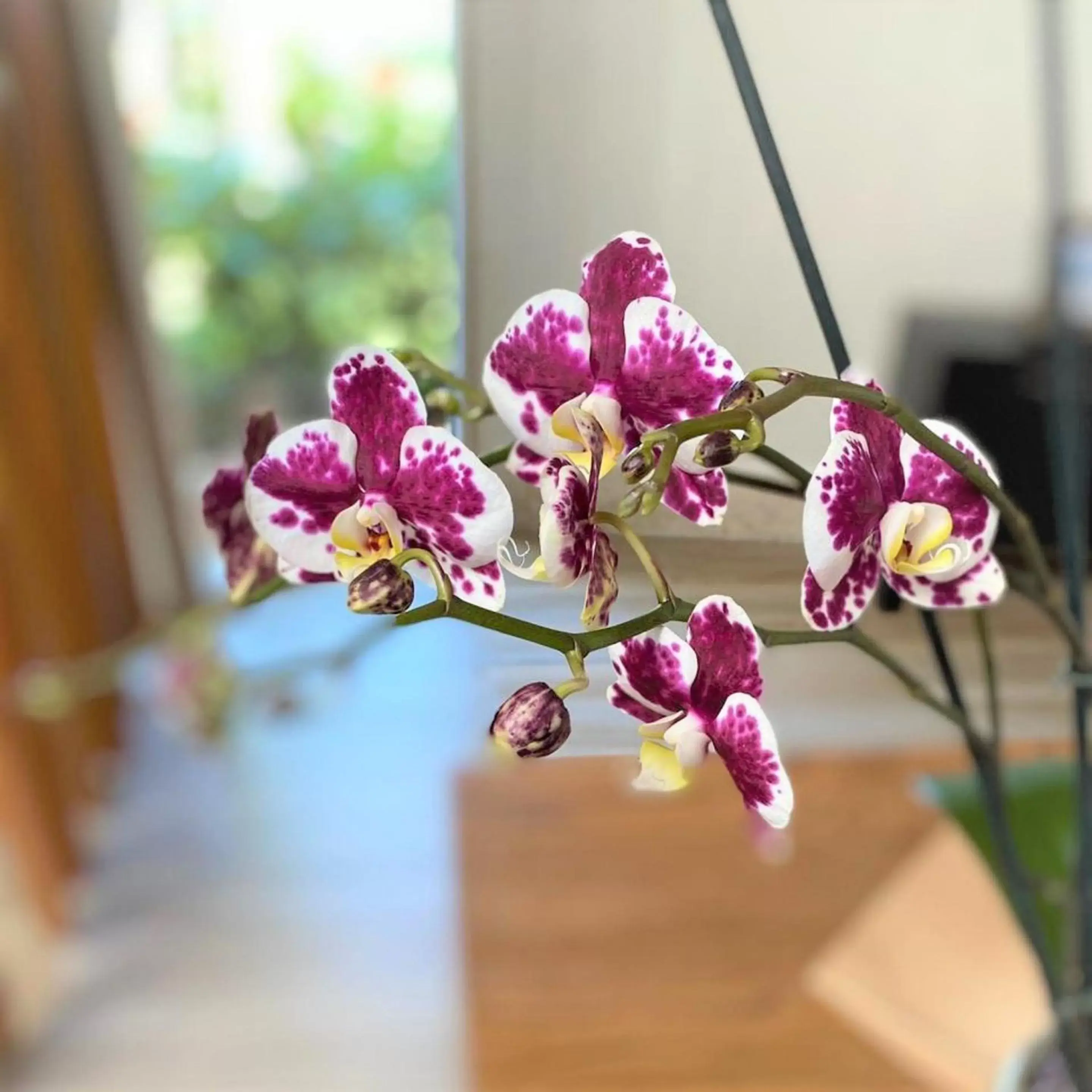 Allure - single occupancy - King Junior Suite Tropical View in Breathless Punta Cana Resort & Spa - Adults Only - All Inclusive Allure - single occupancy - King Junior Suite Tropical View in Breathless Punta Cana Resort & Spa - Adults Only - All Inclusive