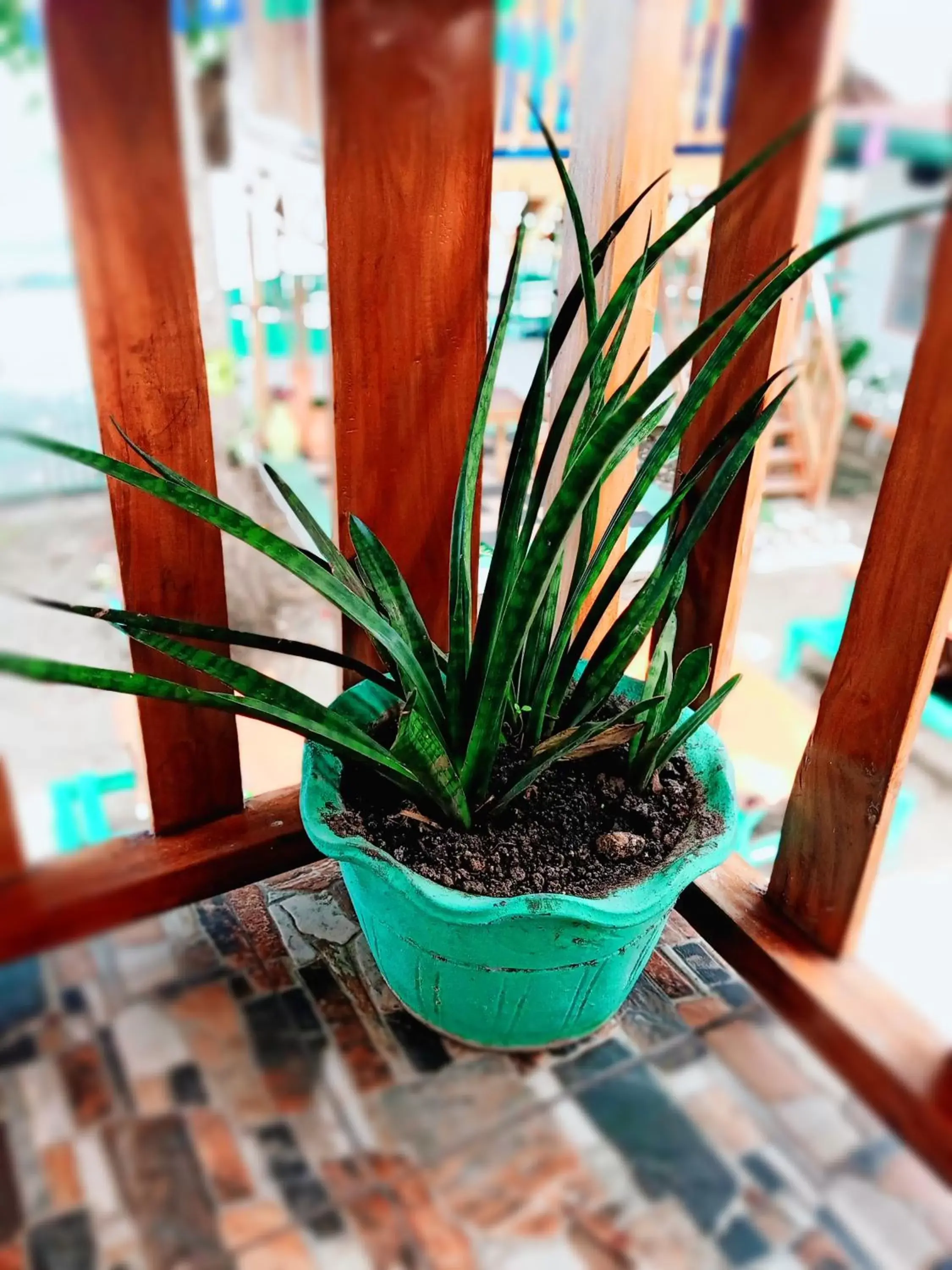 Family Suite with Balcony in SmallFry's Beach Resort Family Suite with Balcony in SmallFry's Beach Resort
