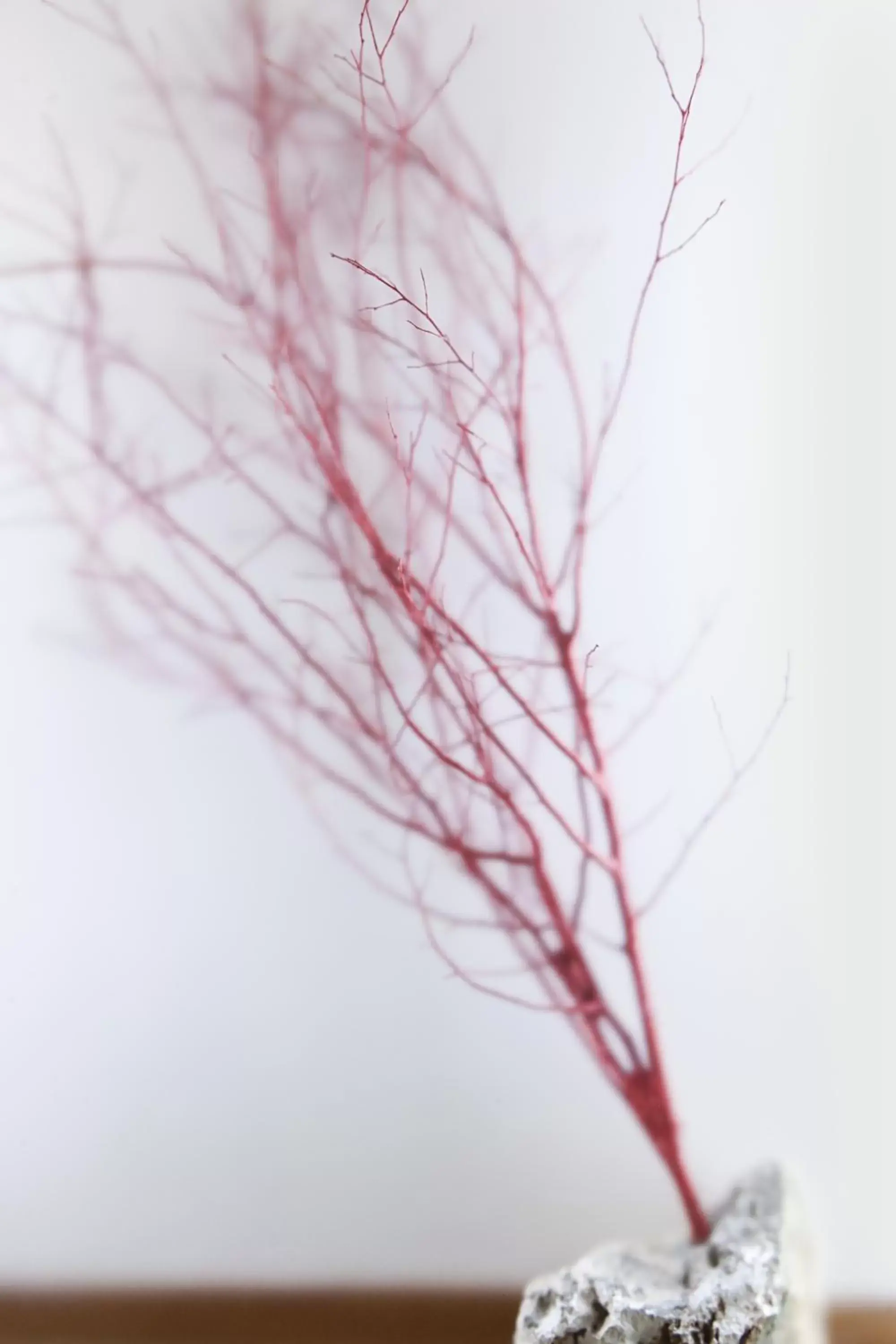 Queen Room in Hotel Charleston Queen Room in Hotel Charleston