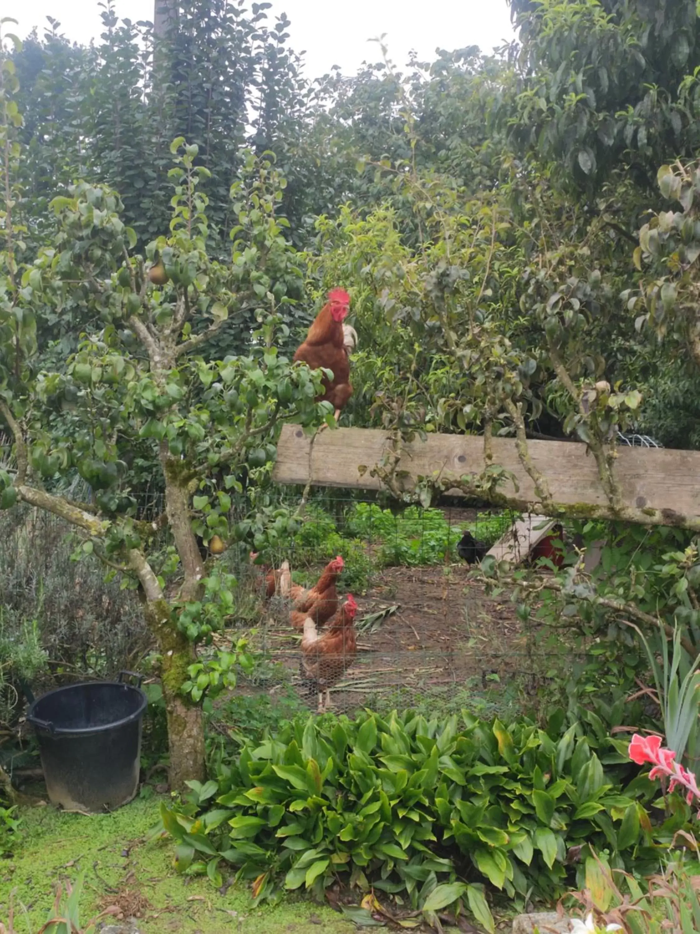 Other Animals in bienvenue chez Joëlle et André au 207 Other Animals in bienvenue chez Joëlle et André au 207