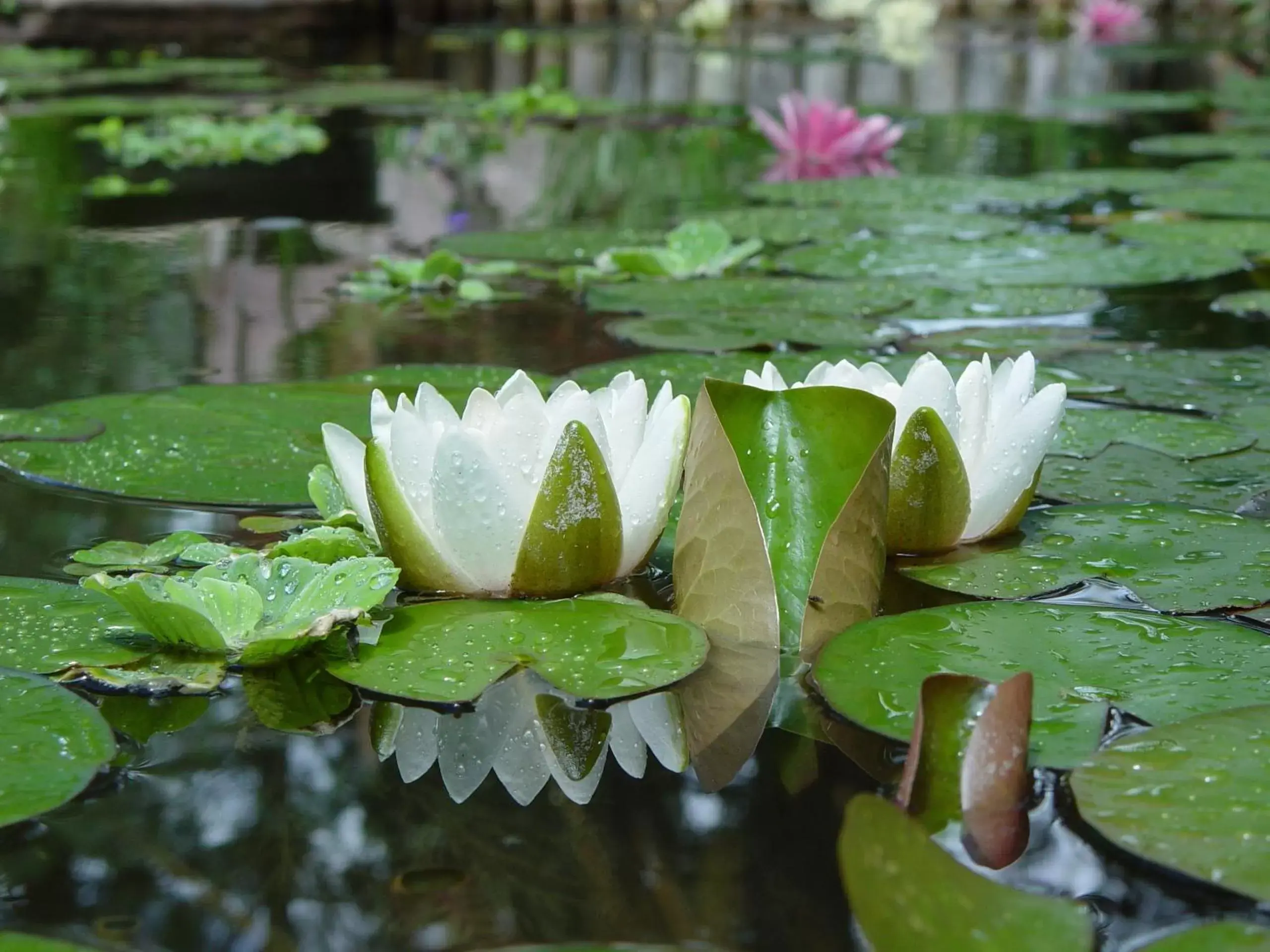 Deluxe King Room in Blue Mountain Bed and Breakfast Deluxe King Room in Blue Mountain Bed and Breakfast