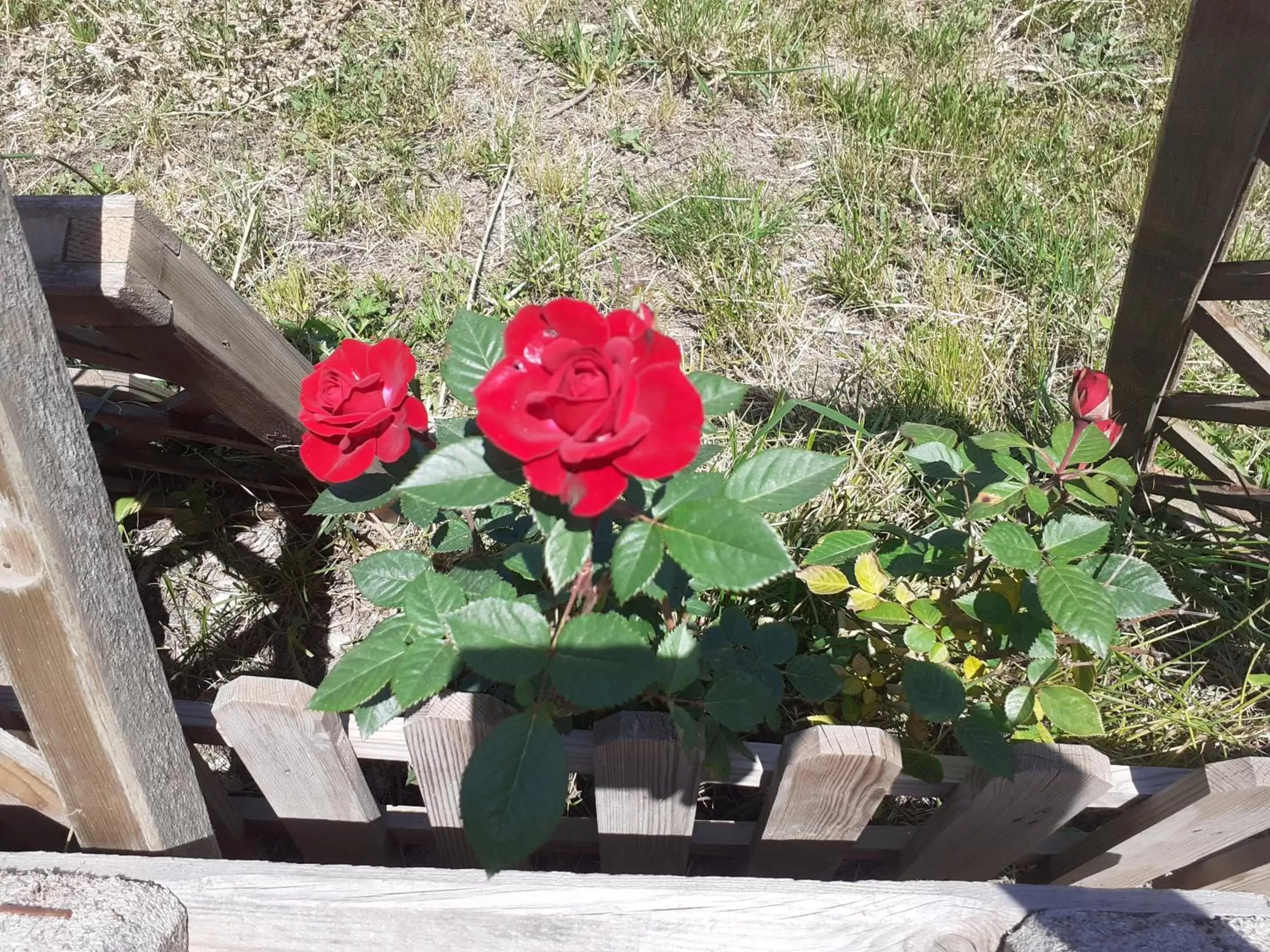 Quadruple Room with Shared Bathroom - single occupancy in Albero della musica Quadruple Room with Shared Bathroom - single occupancy in Albero della musica