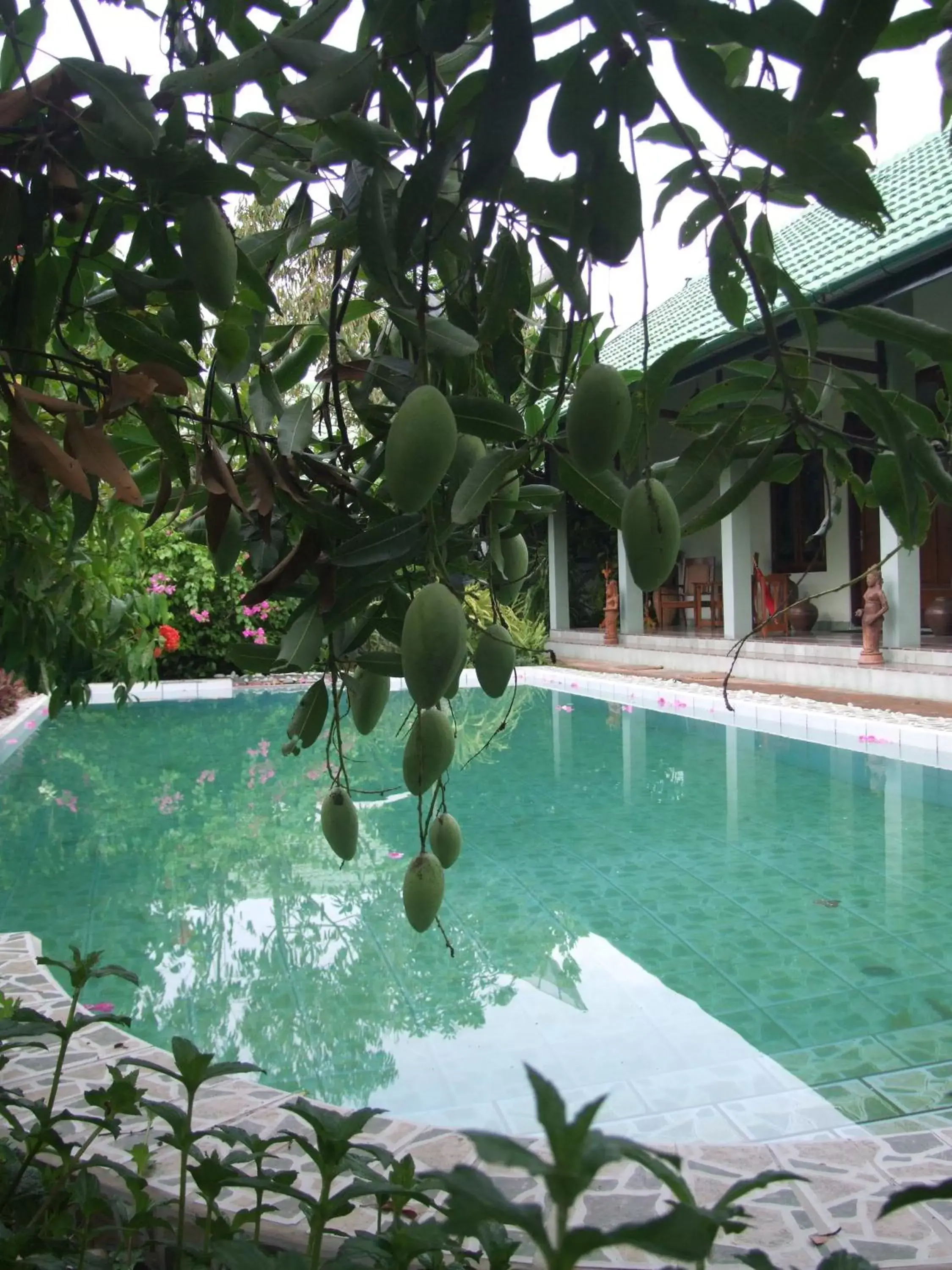 Pool view, Swimming Pool in Rumah Sawah Pool view, Swimming Pool in Rumah Sawah