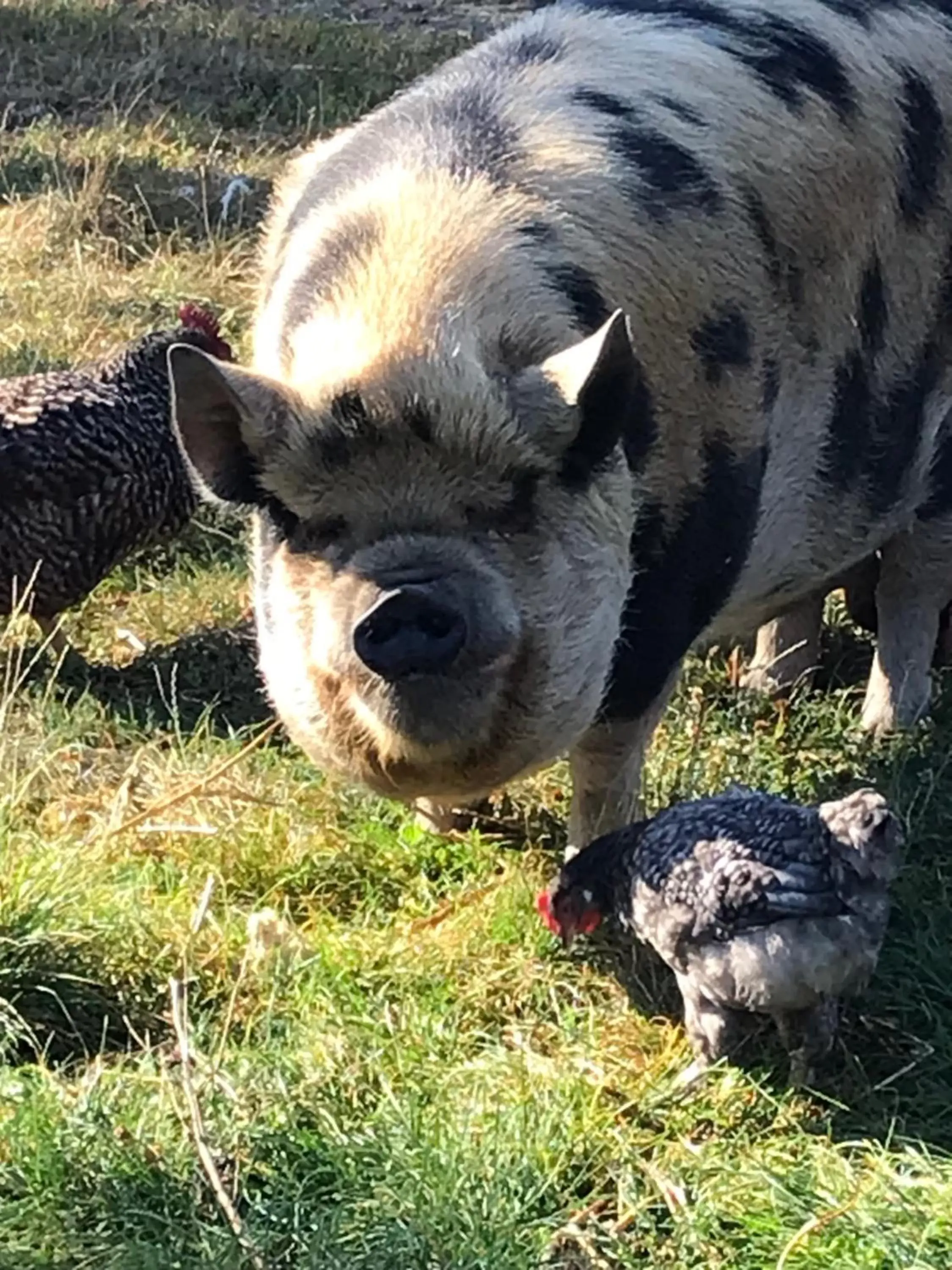 Pets in Chez Gustave & Compagnie Pets in Chez Gustave & Compagnie