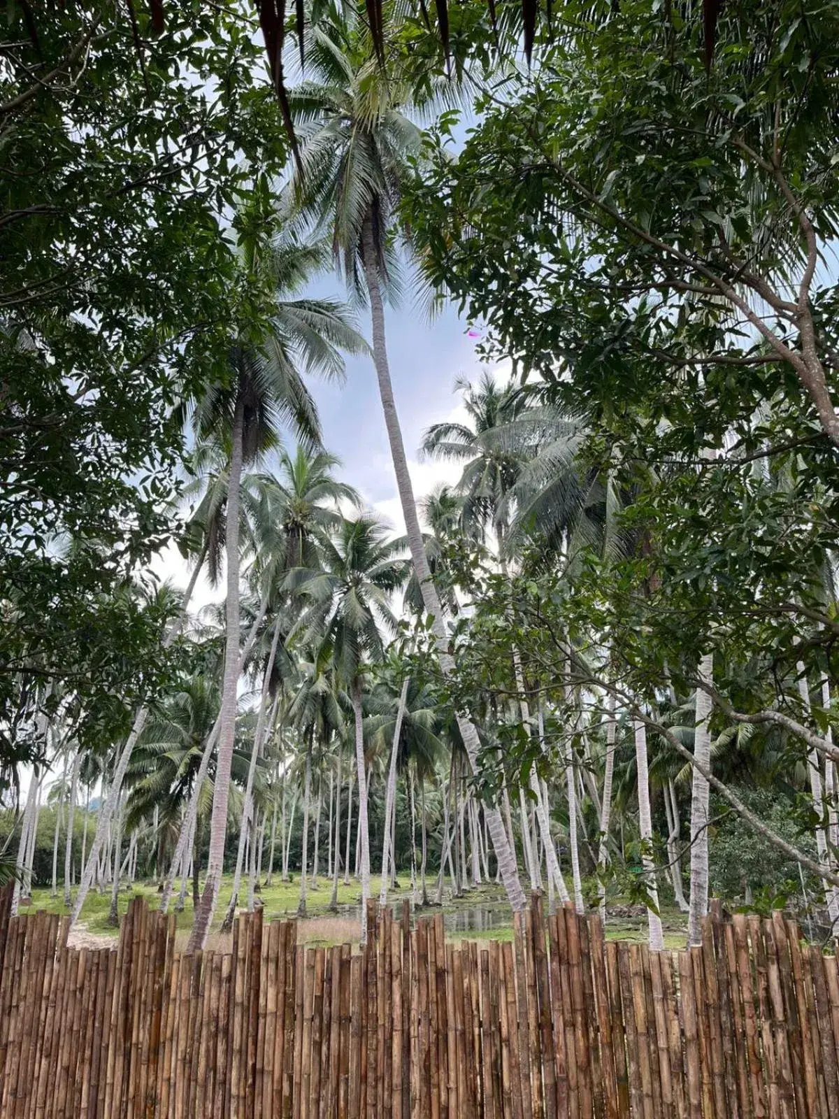 Standard Twin Room in Aforetime House @ Samui Standard Twin Room in Aforetime House @ Samui