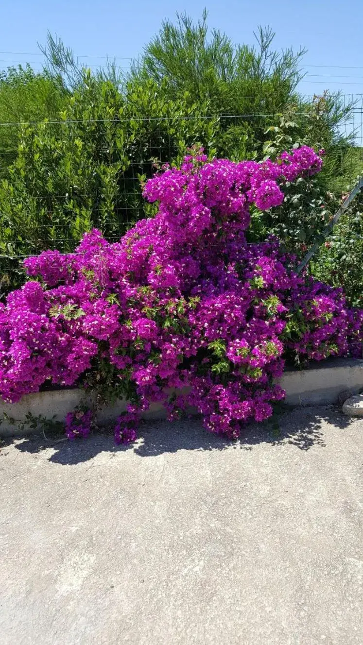 B&B Su Tintillu B&B Su Tintillu