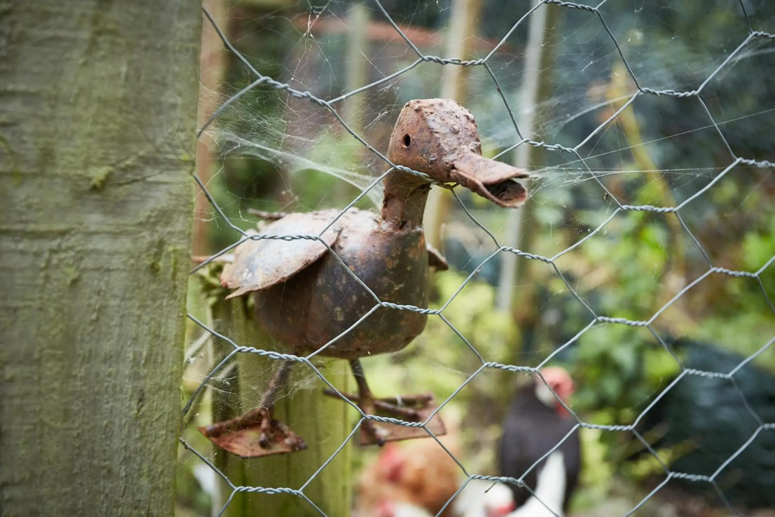 Strawberry Cottage B&B Strawberry Cottage B&B