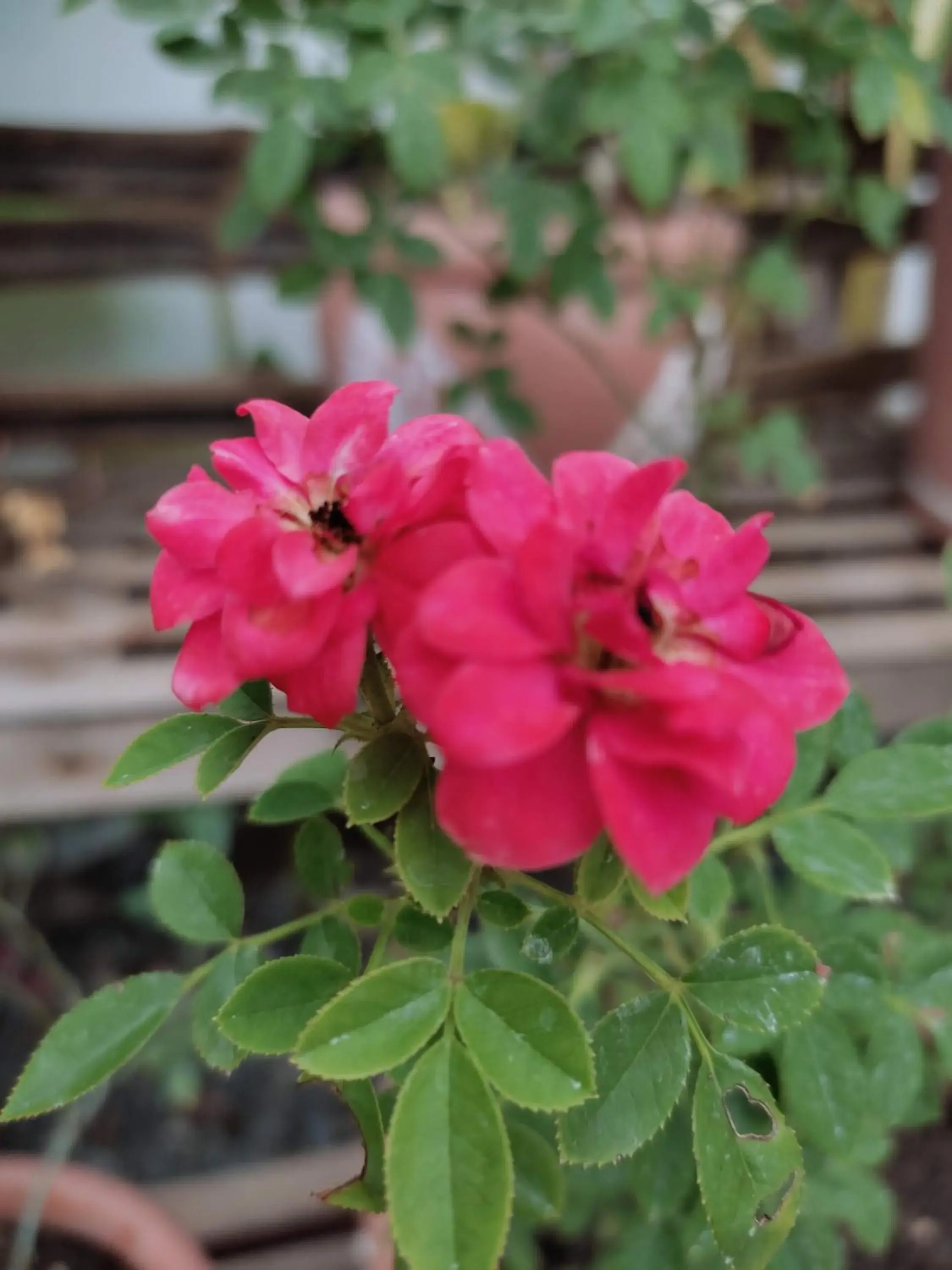 Family Room with Garden View in Olana Bed and Breakfast Family Room with Garden View in Olana Bed and Breakfast