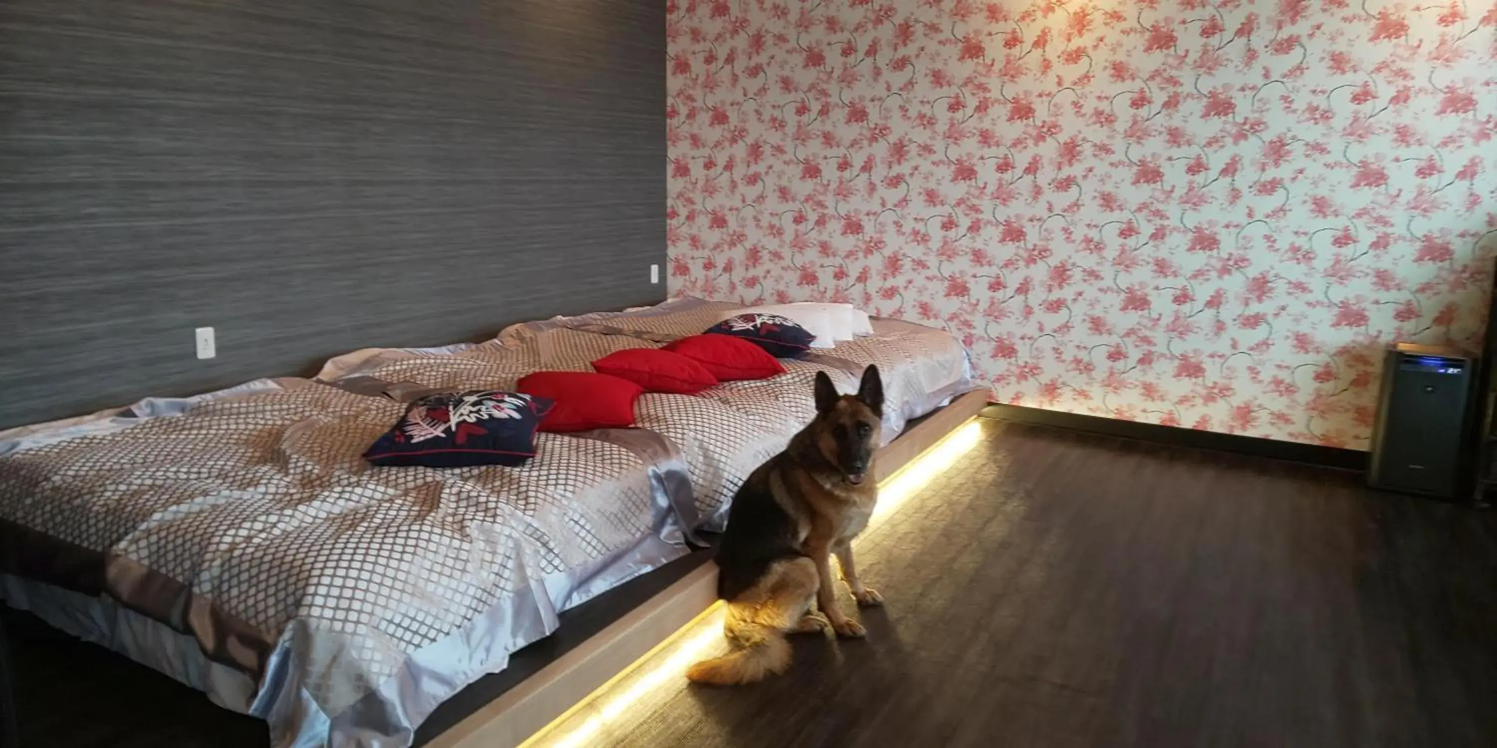 Executive Suite in Hakone Gora Guam Dog Executive Suite in Hakone Gora Guam Dog