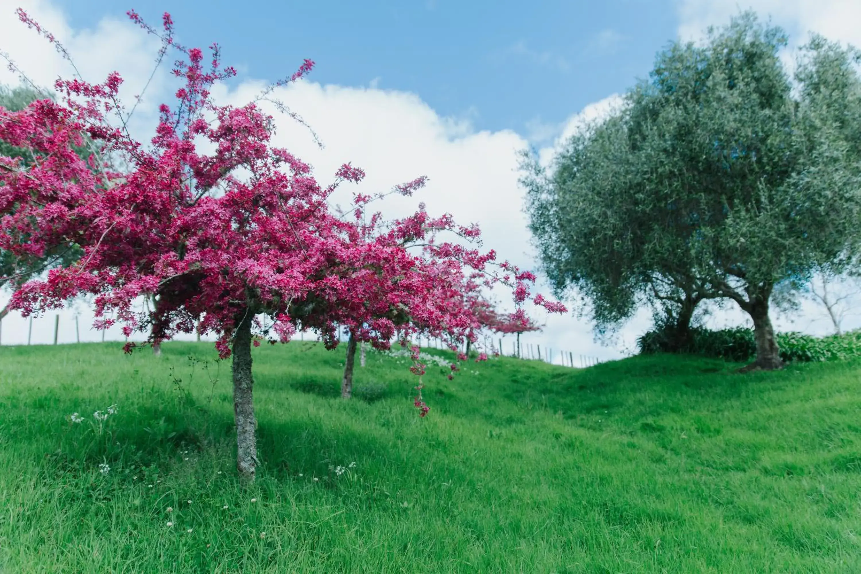 Vineyard Cottages - Kumeu Vineyard Cottages - Kumeu