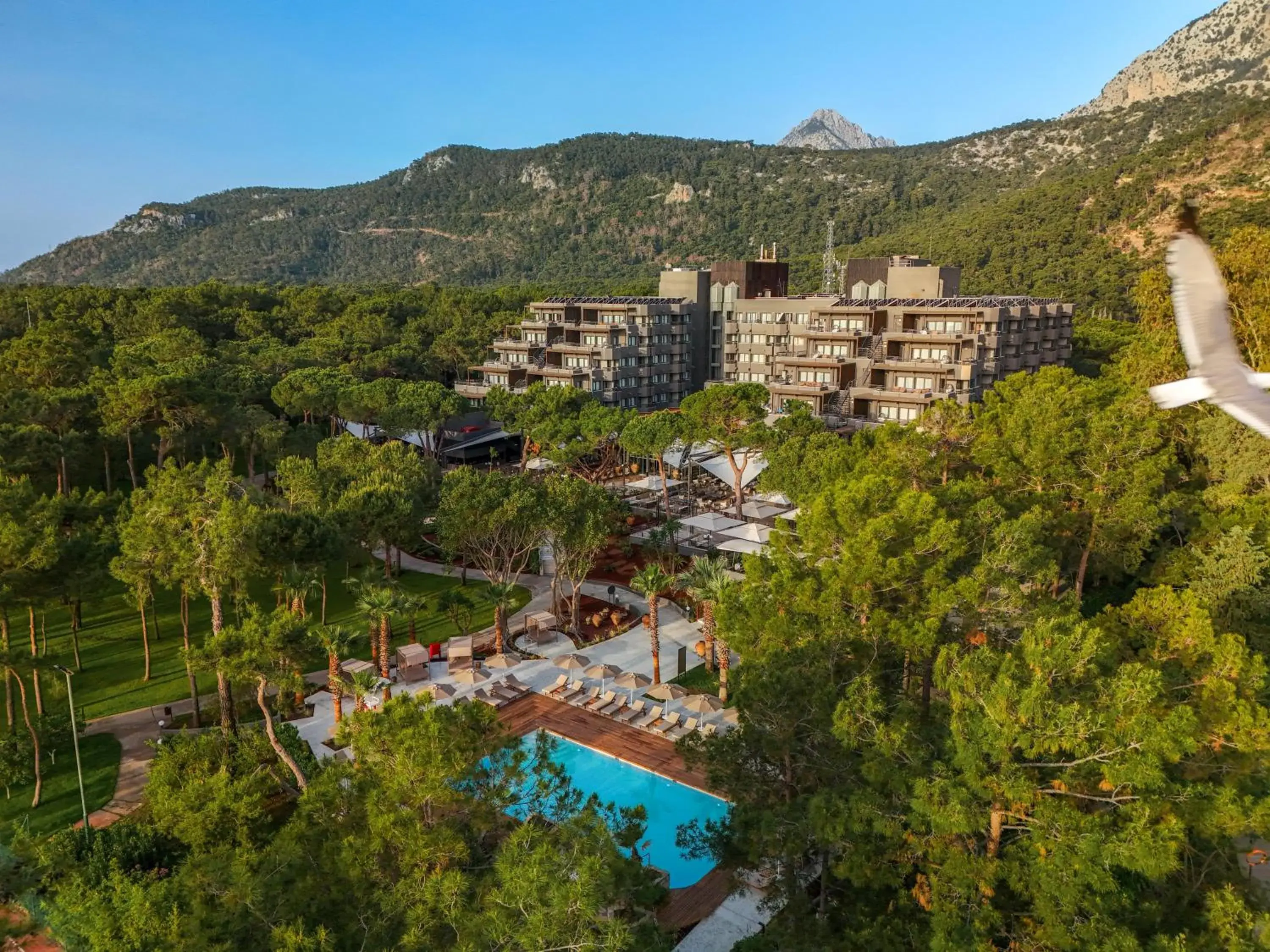 Balmy Foresta Balmy Foresta