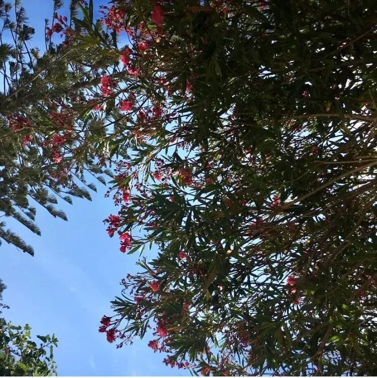 Apartment with Terrace in Villa Margherita Residence Apartment with Terrace in Villa Margherita Residence