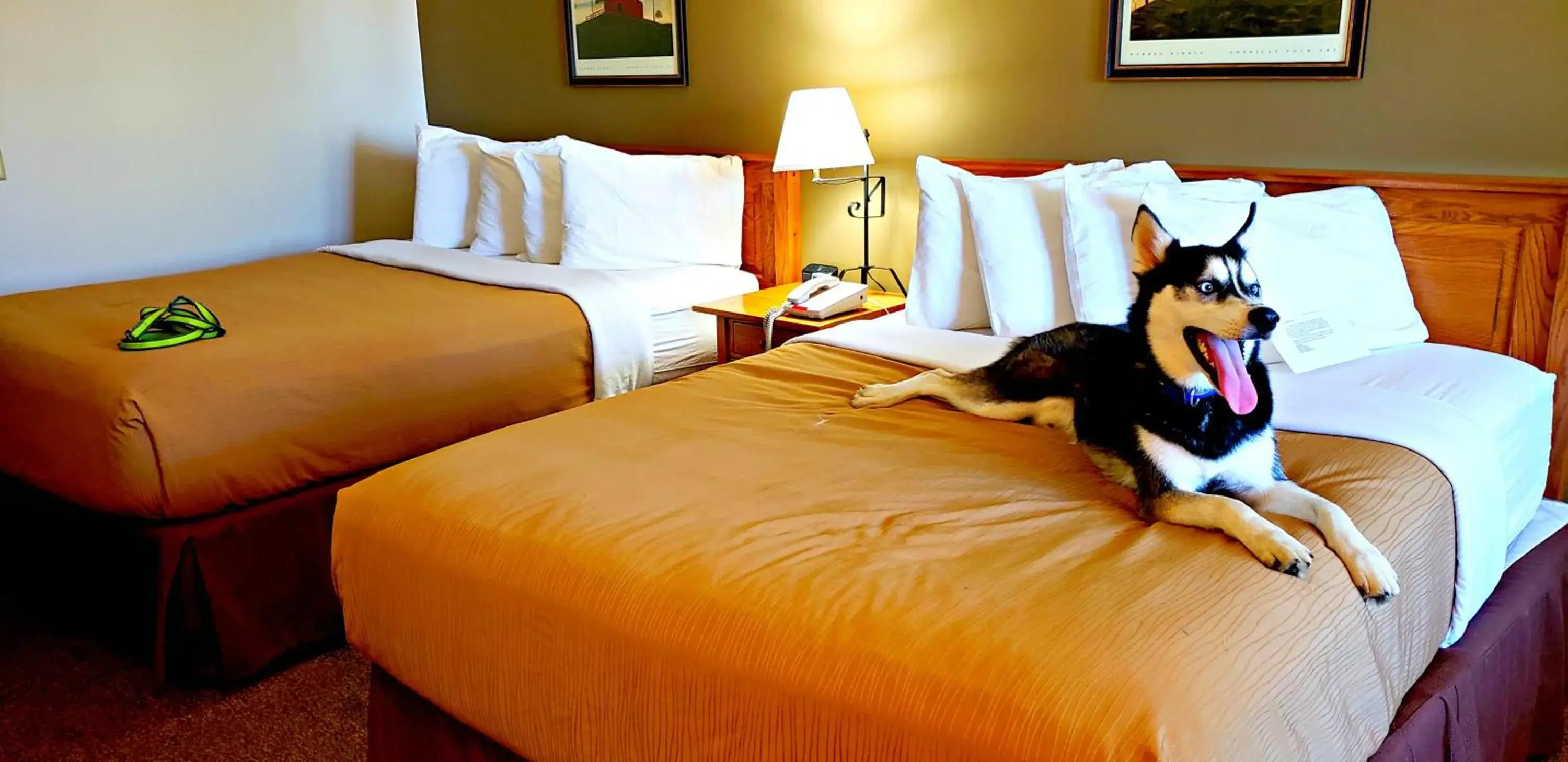 Double Queen Pet Friendly - Upper Level (with Steps) in Lodging on the Square Double Queen Pet Friendly - Upper Level (with Steps) in Lodging on the Square