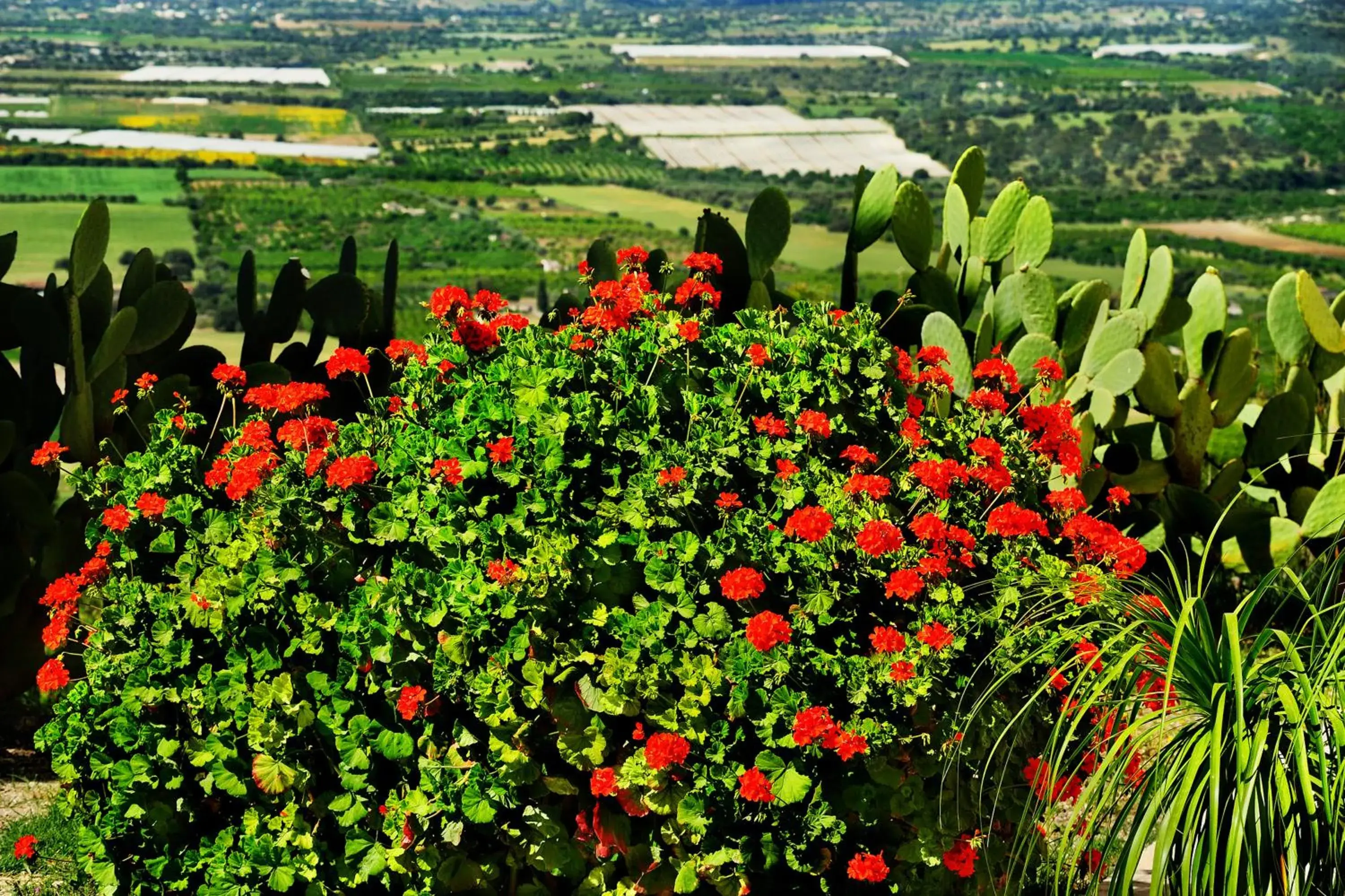 Double or Twin Room in Kallikoros Country Resort & Spa Double or Twin Room in Kallikoros Country Resort & Spa