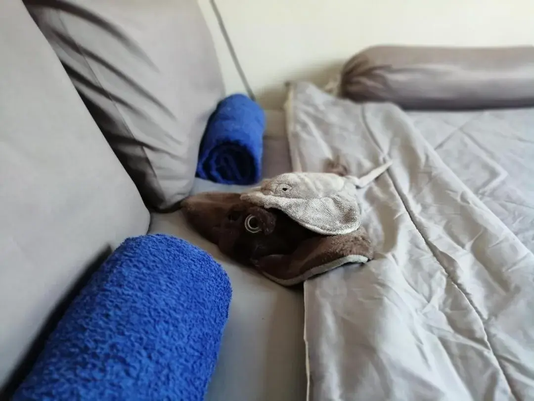 Queen Room with Shared Bathroom - single occupancy - Aircon in Paapu House Queen Room with Shared Bathroom - single occupancy - Aircon in Paapu House