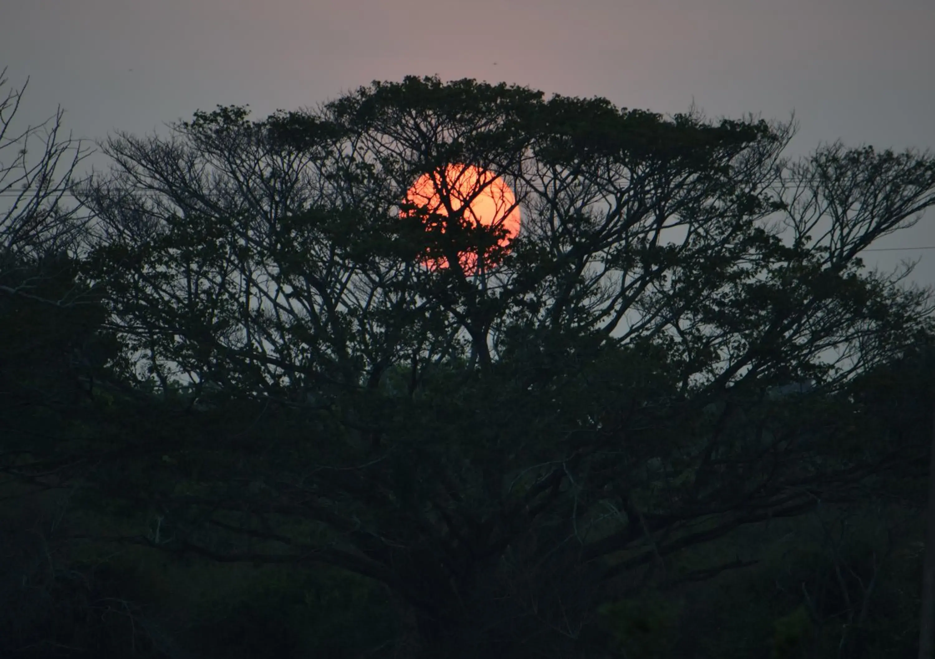 Lavish Eco Jungle Lavish Eco Jungle