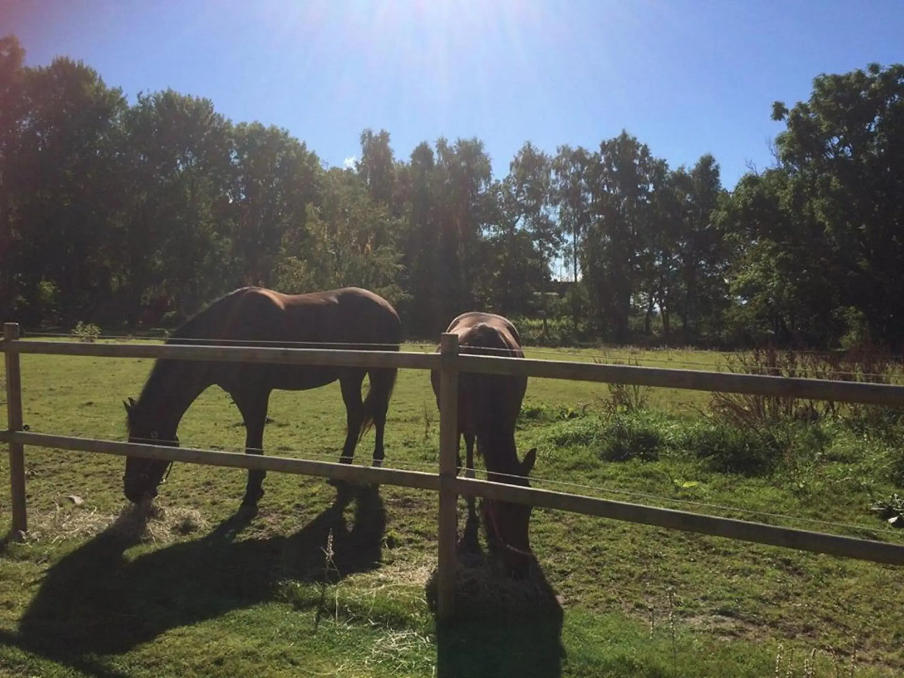 Double Room with Garden View and Shared Bathroom - single occupancy in Gånarps rum och Stuguthyrning Double Room with Garden View and Shared Bathroom - single occupancy in Gånarps rum och Stuguthyrning