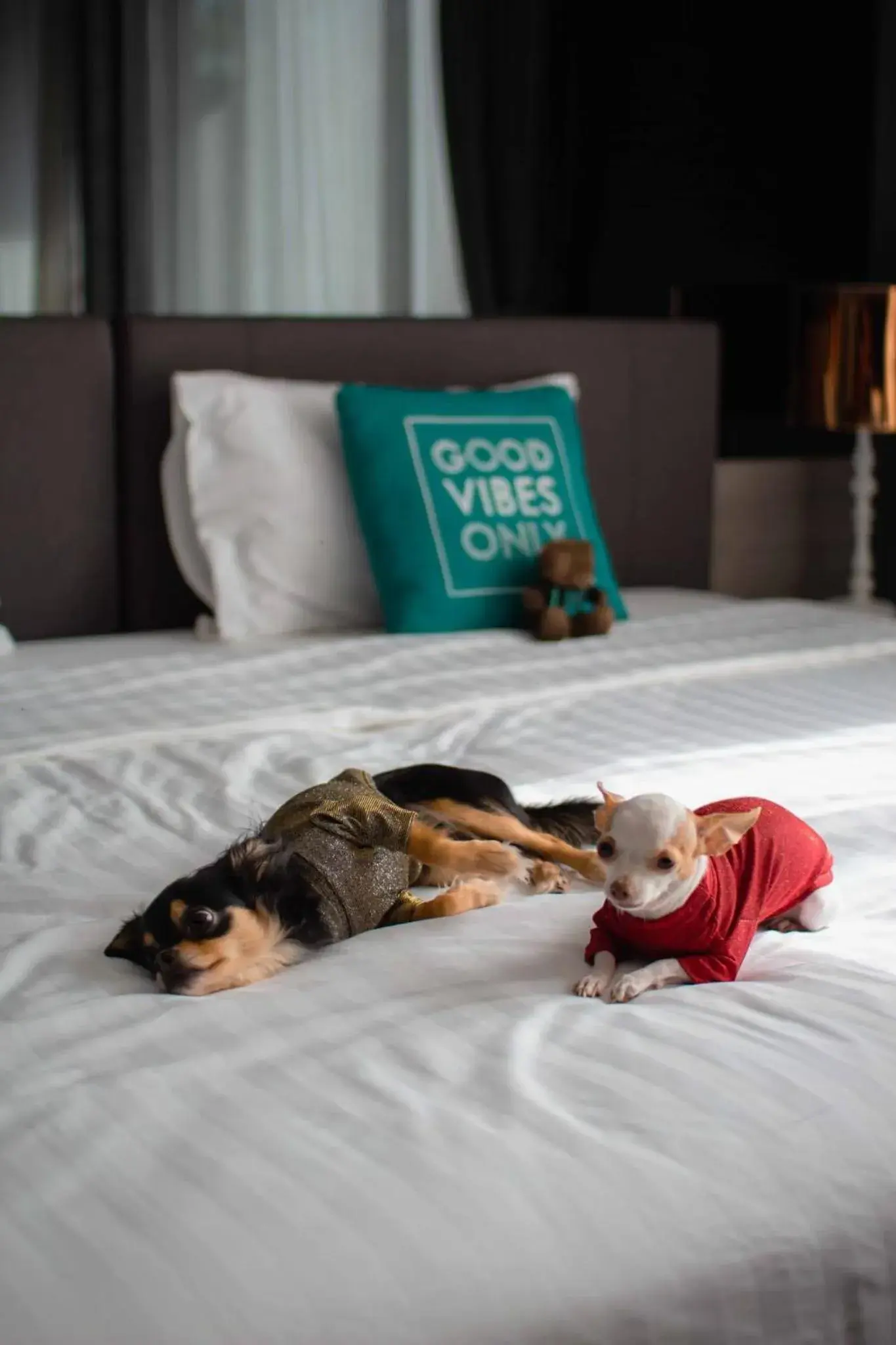 One Bedroom Deluxe Twin Pet Friendly (2nd floor) in Cross Vibe Pattaya Seaphere One Bedroom Deluxe Twin Pet Friendly (2nd floor) in Cross Vibe Pattaya Seaphere