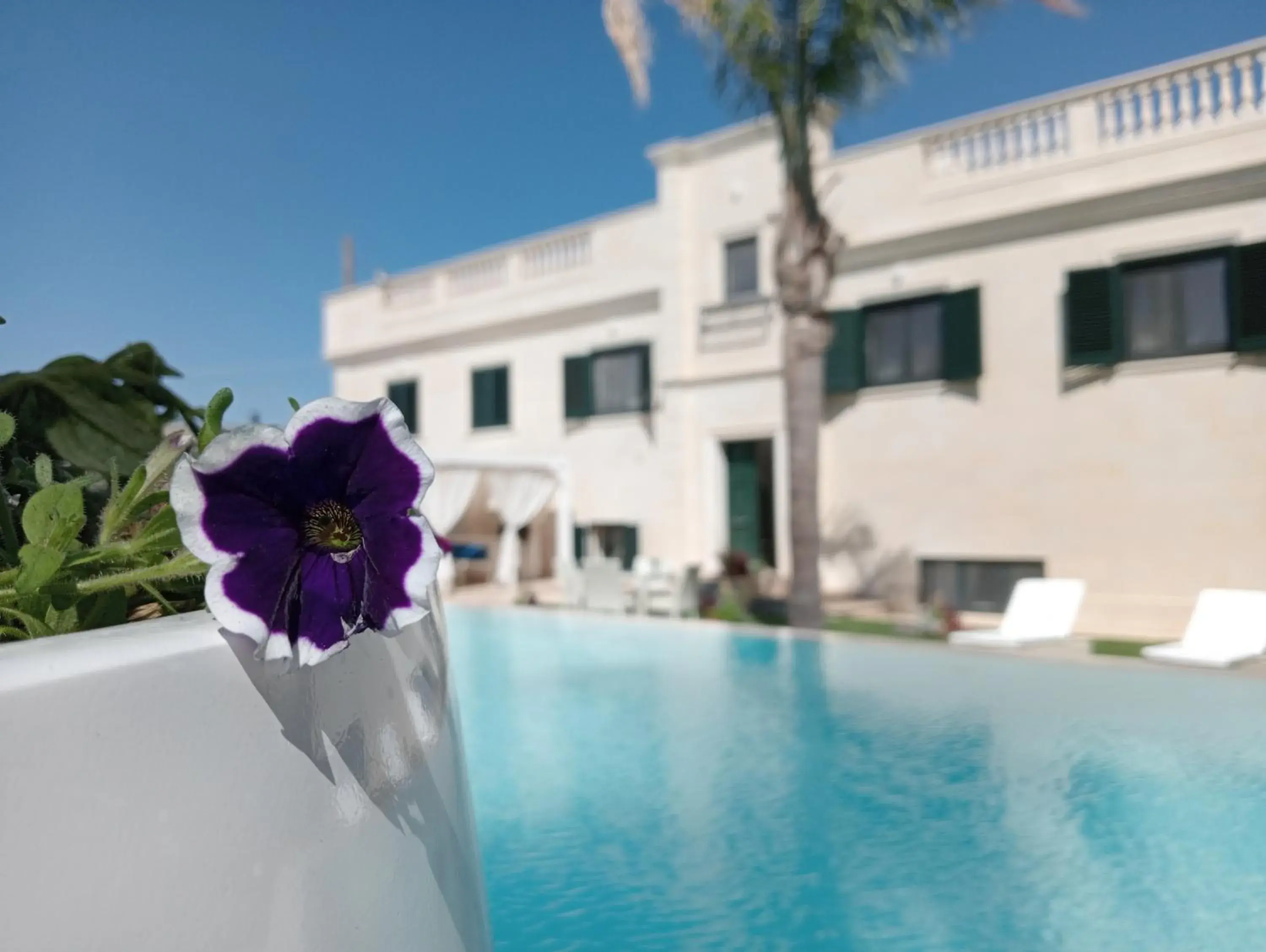 Vigne Vecchie Vigne Vecchie