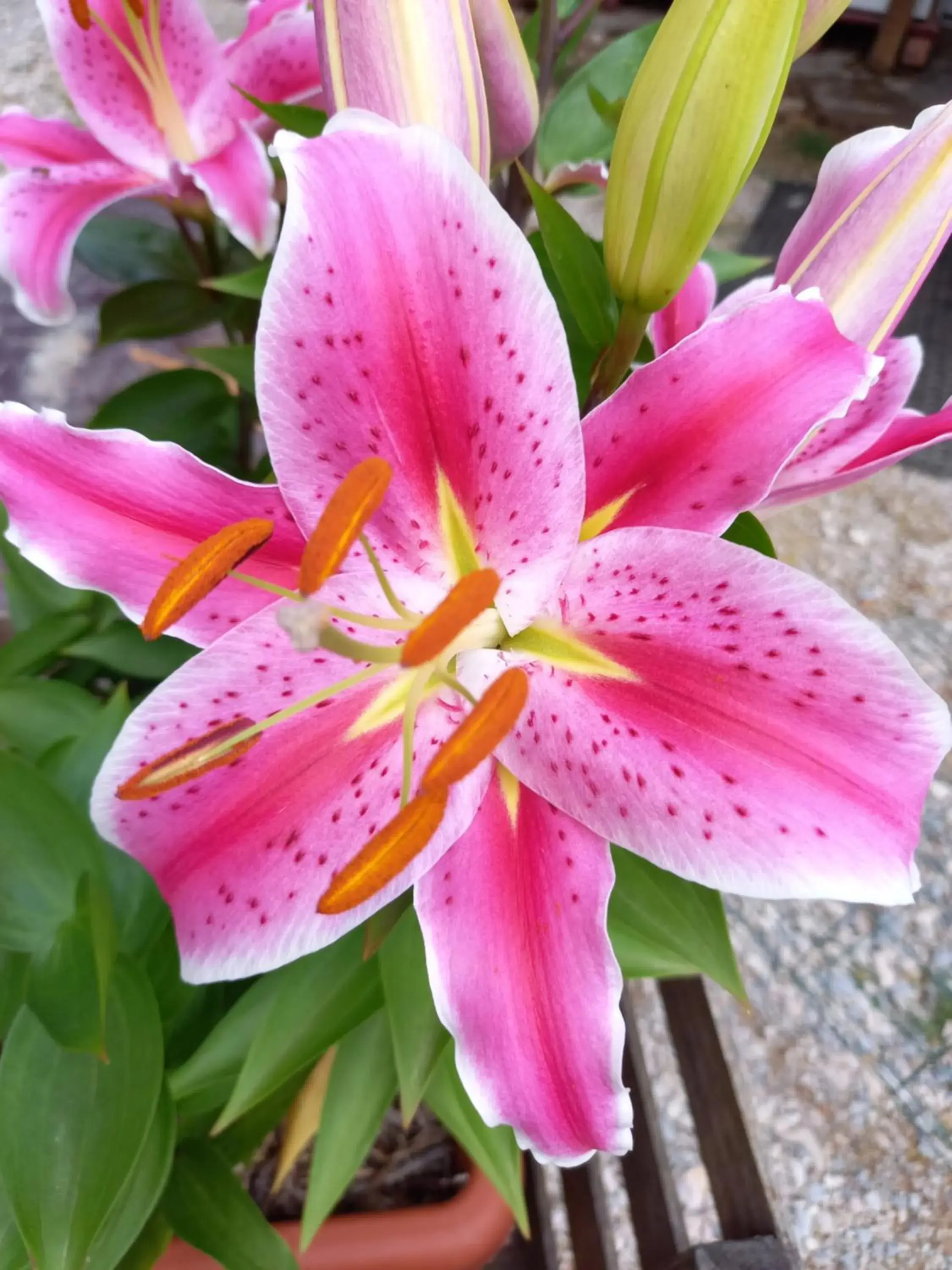 Superior Apartment in Domaine de Fontenelay Superior Apartment in Domaine de Fontenelay