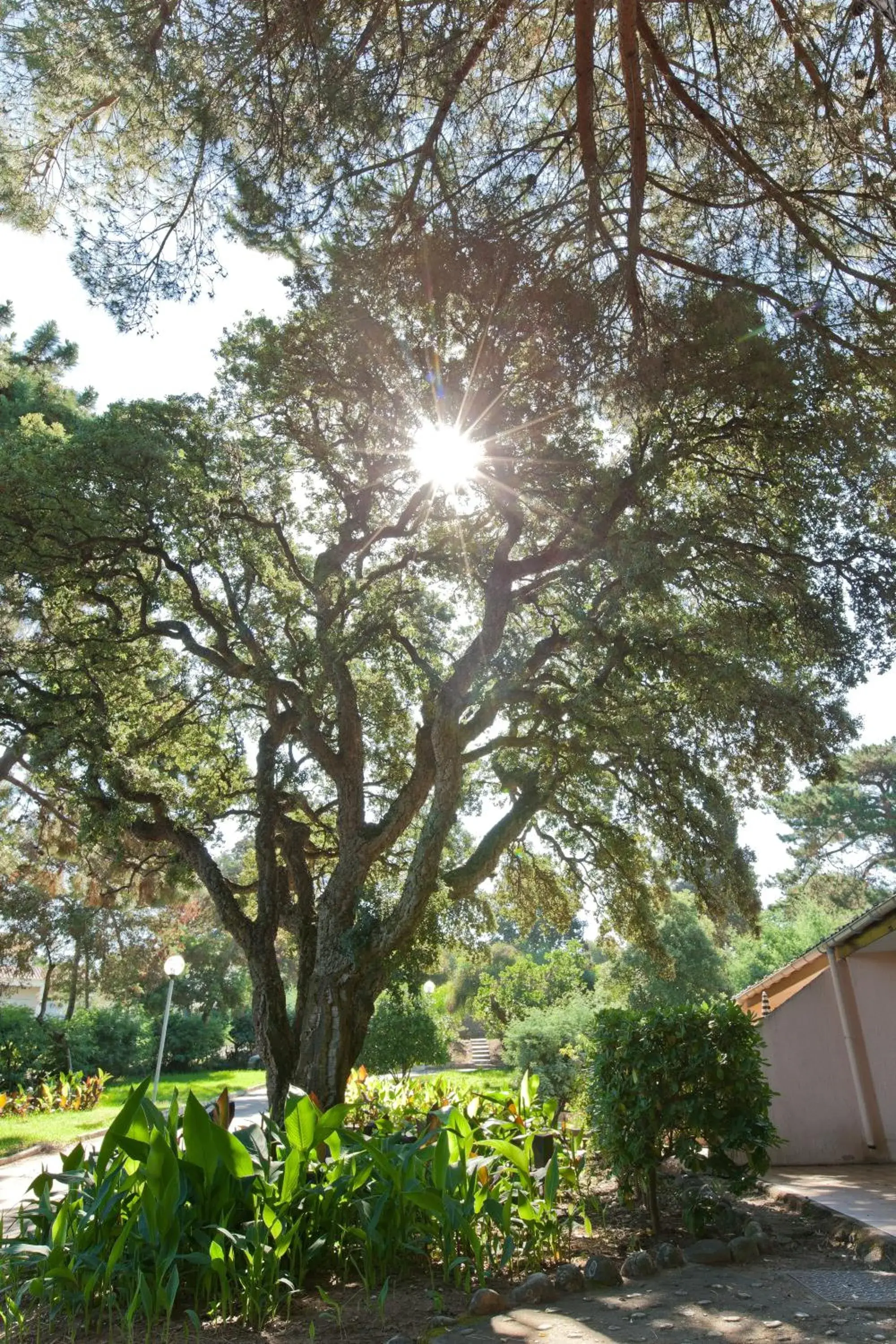 Superior Single Room in Hotel Club Marina Viva Superior Single Room in Hotel Club Marina Viva