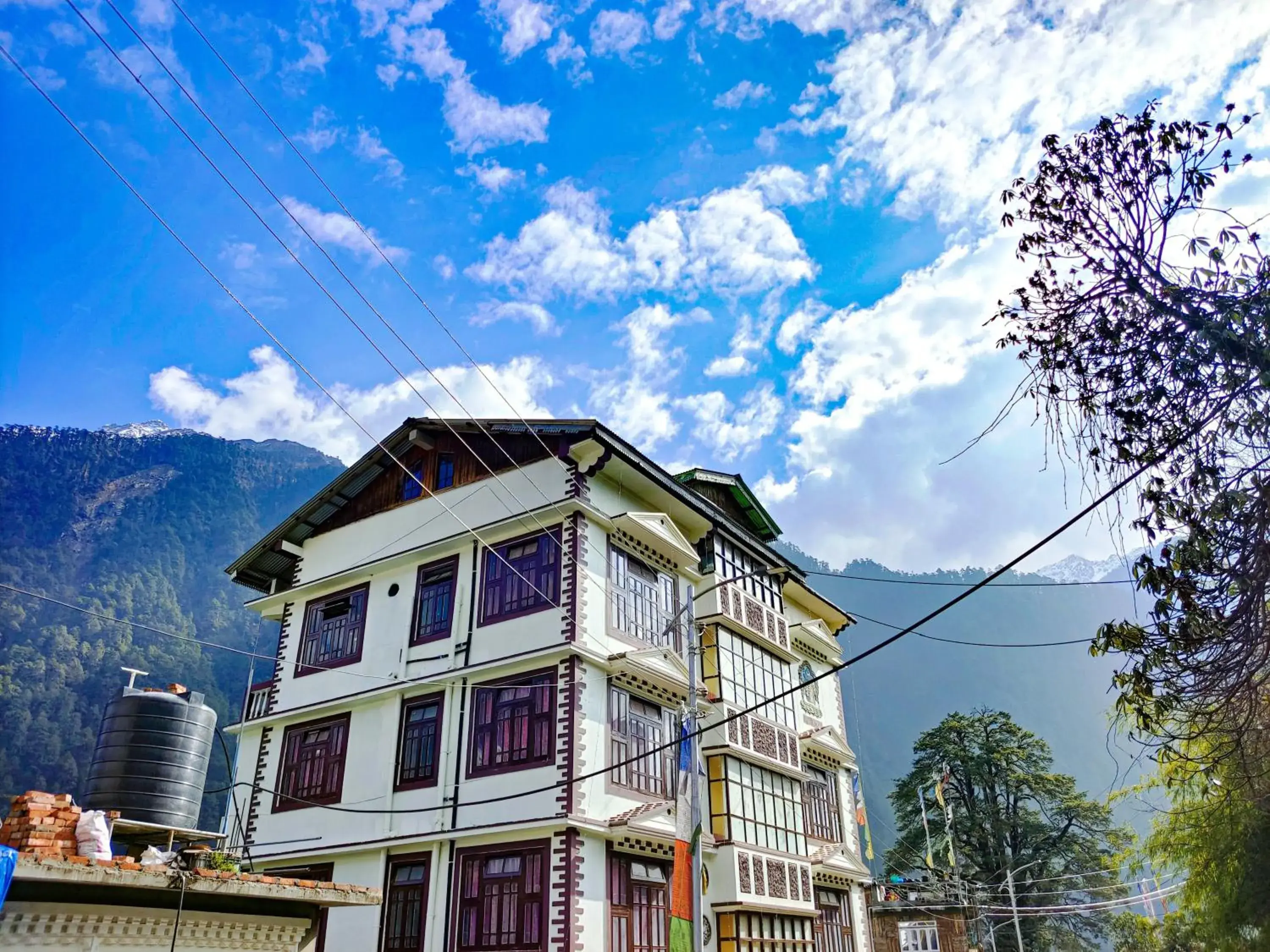 Rufina Blue Pine Rufina Blue Pine