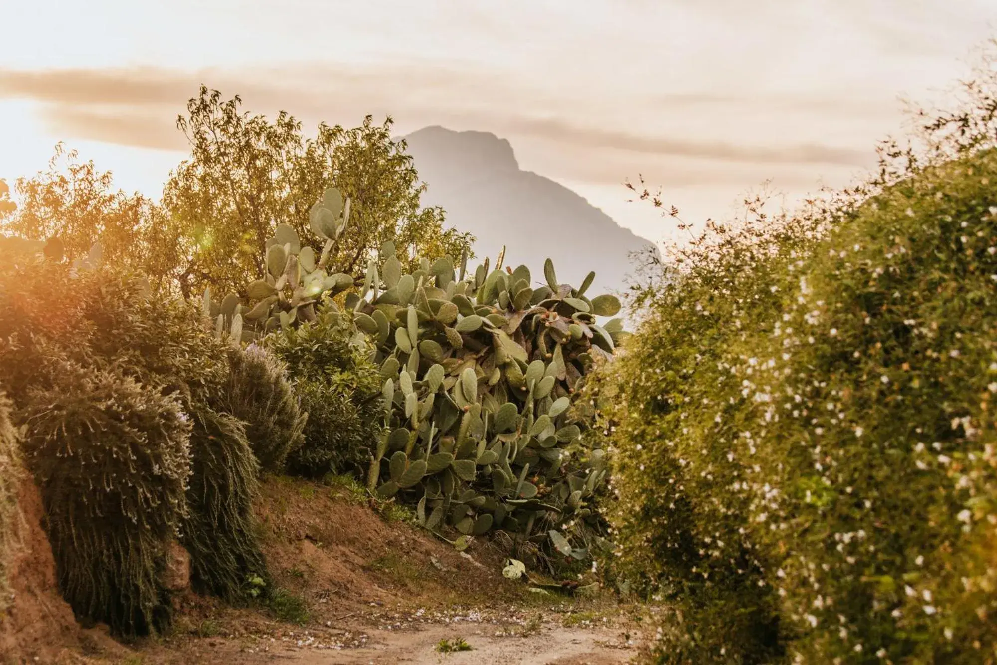 Double Room with Garden View in Terre Di Himera Double Room with Garden View in Terre Di Himera