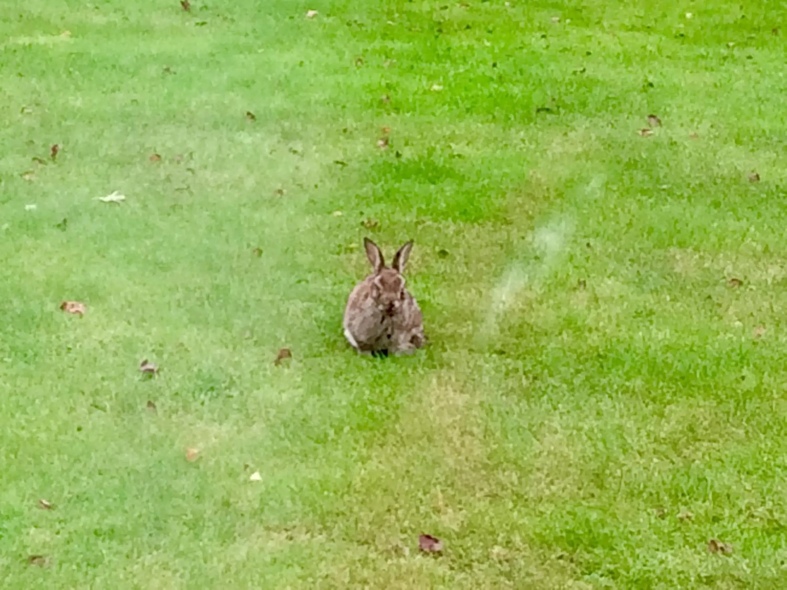 Standard Twin Room with Garden View - single occupancy in Niblick Standard Twin Room with Garden View - single occupancy in Niblick