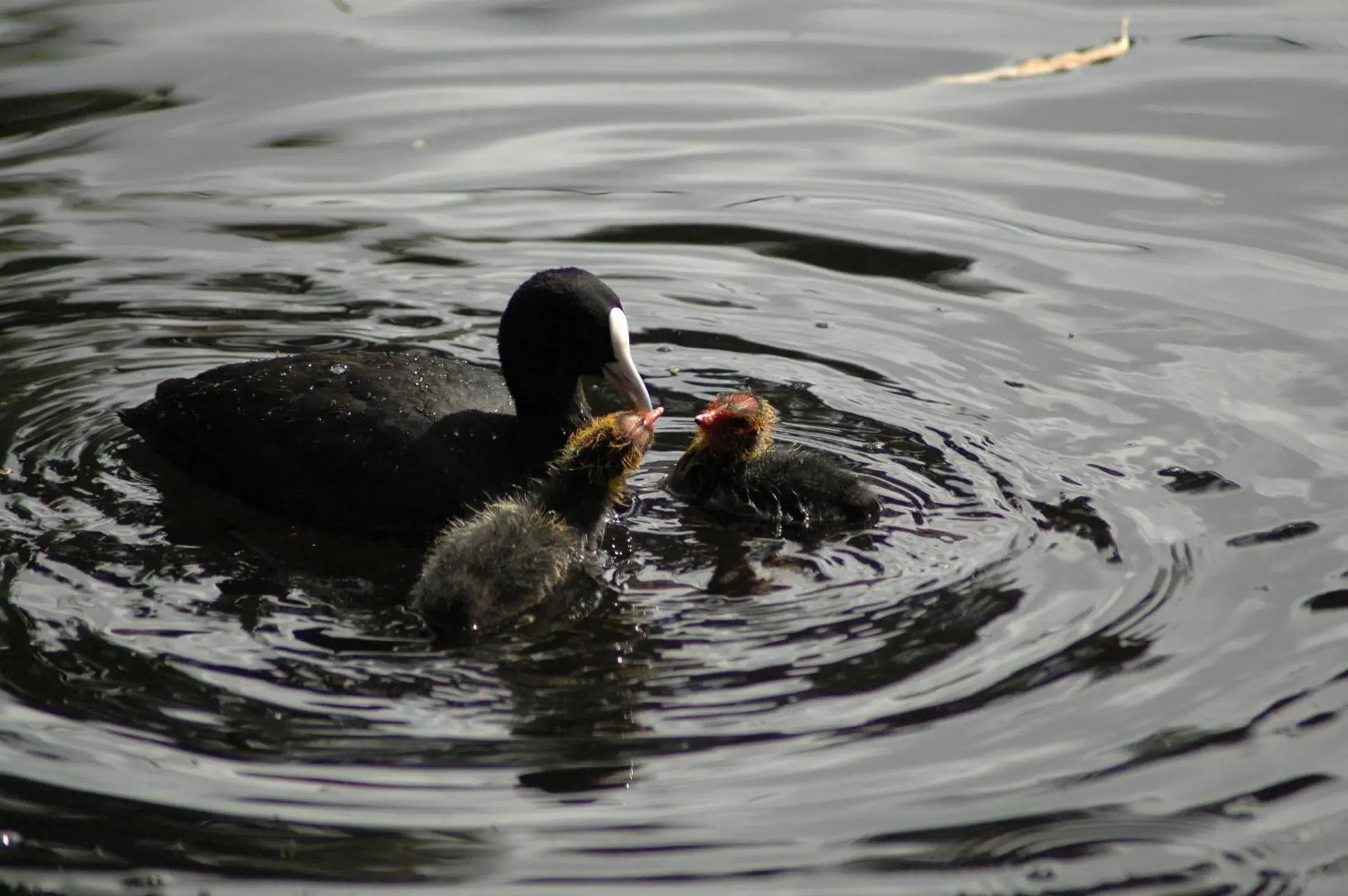 Twin Room in Burra Motor Inn Twin Room in Burra Motor Inn