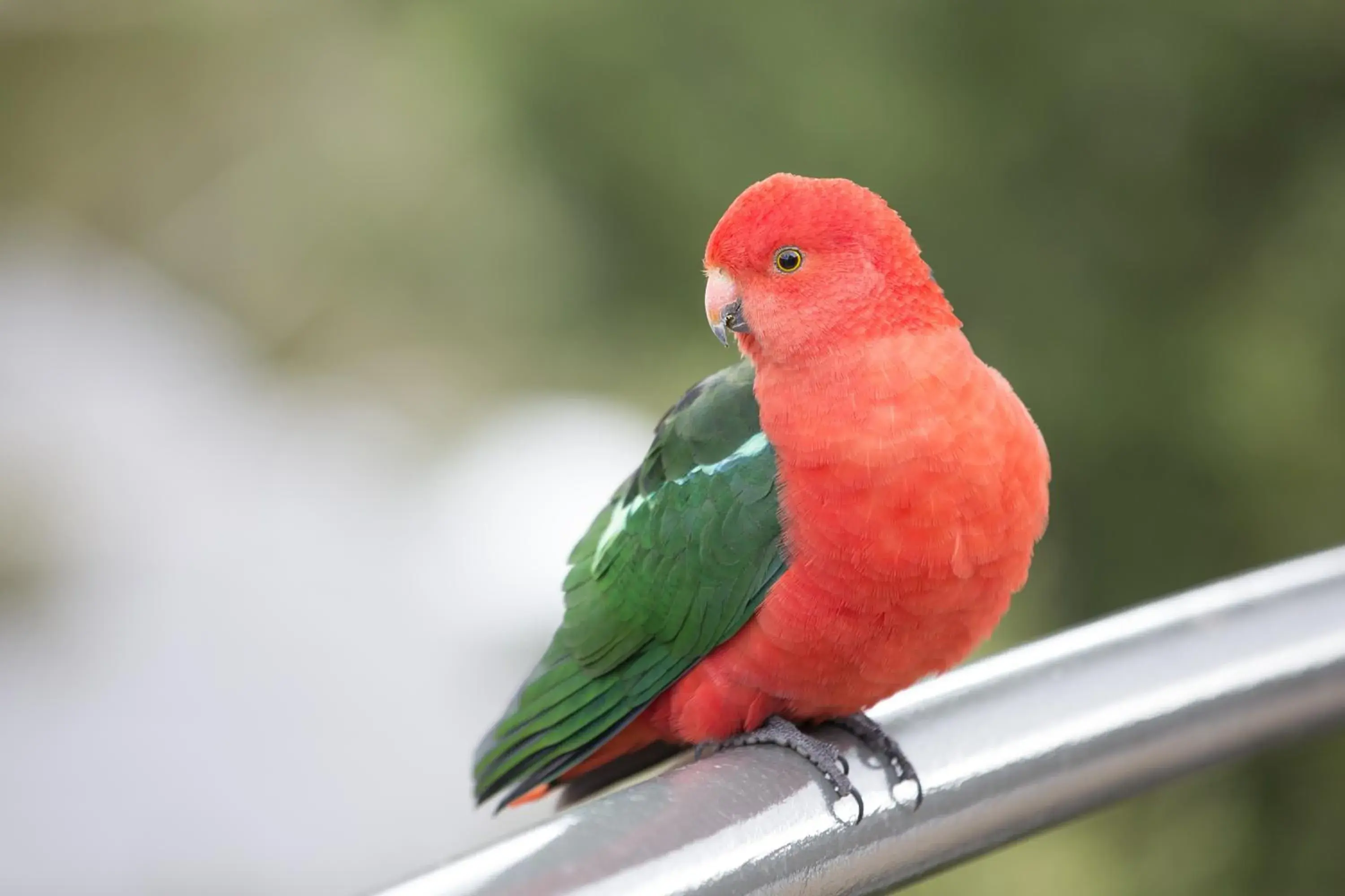 Standard King Room in The Sebel Pinnacle Valley Standard King Room in The Sebel Pinnacle Valley
