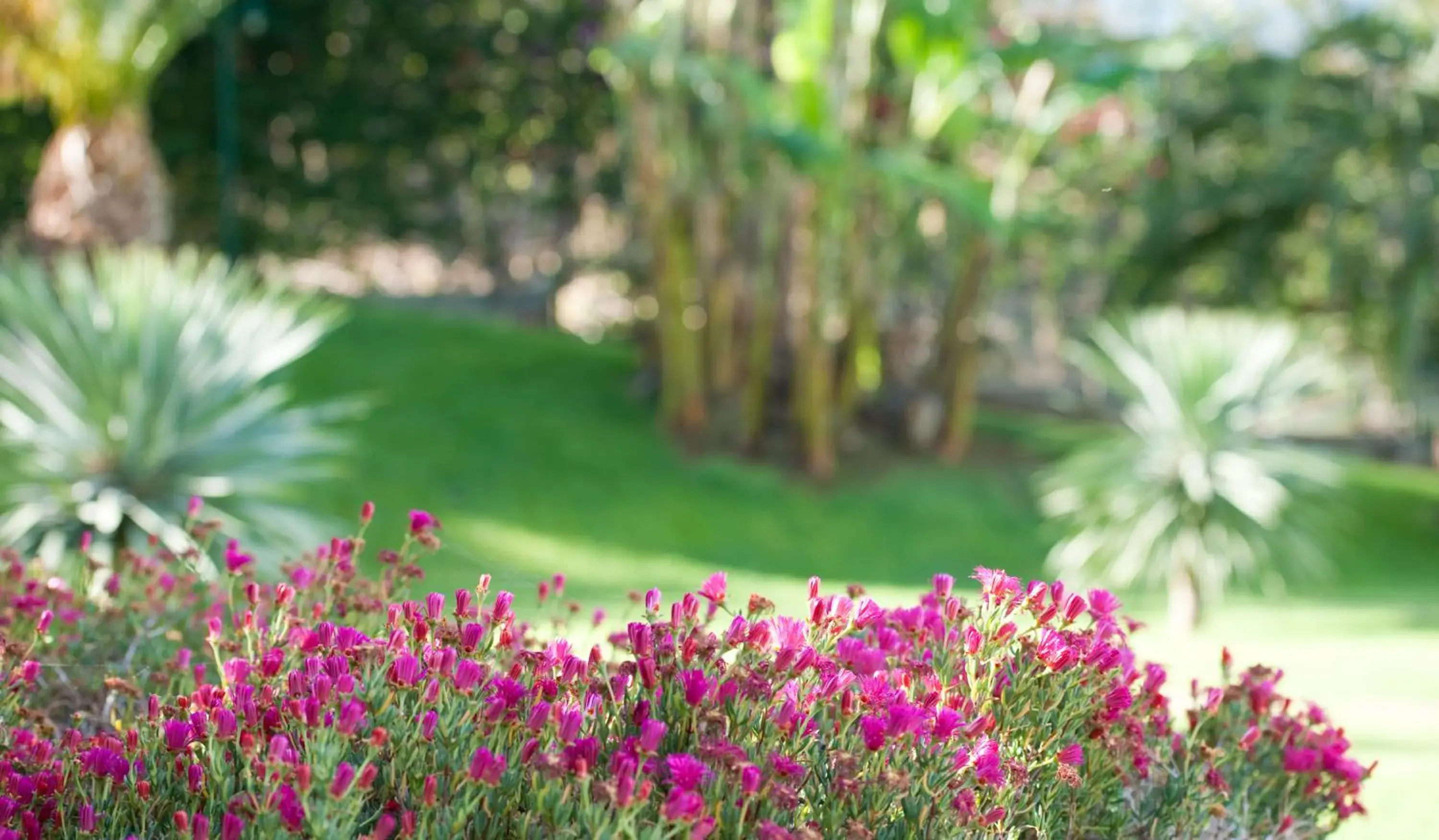 Standard Double or Twin Room in Madeira Panorâmico Hotel Standard Double or Twin Room in Madeira Panorâmico Hotel