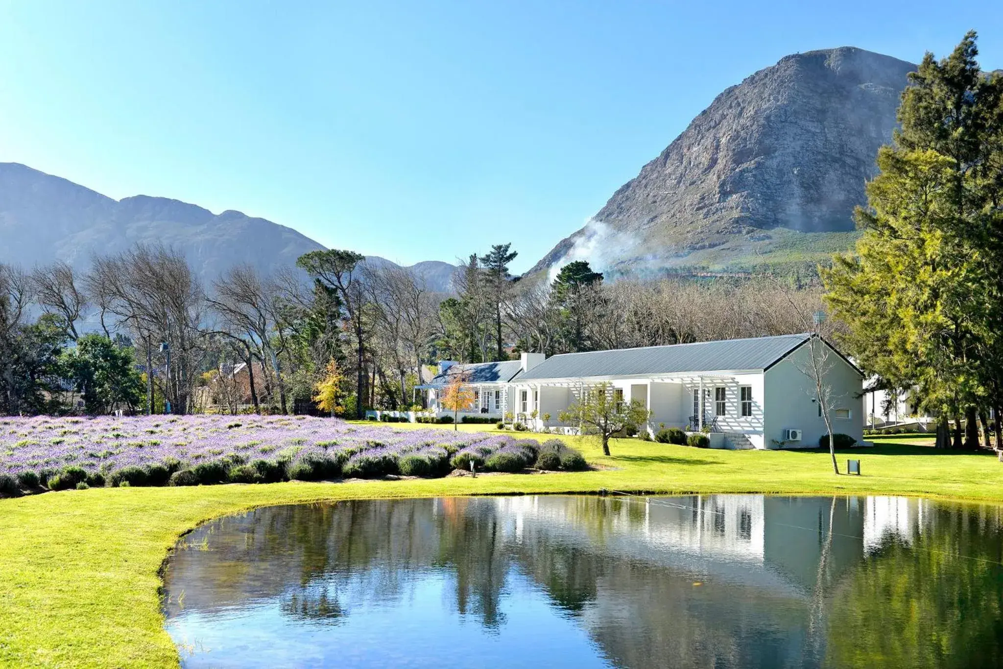 Luxury Suite with Lavender View in Lavender Farm Boutique Guest House Luxury Suite with Lavender View in Lavender Farm Boutique Guest House