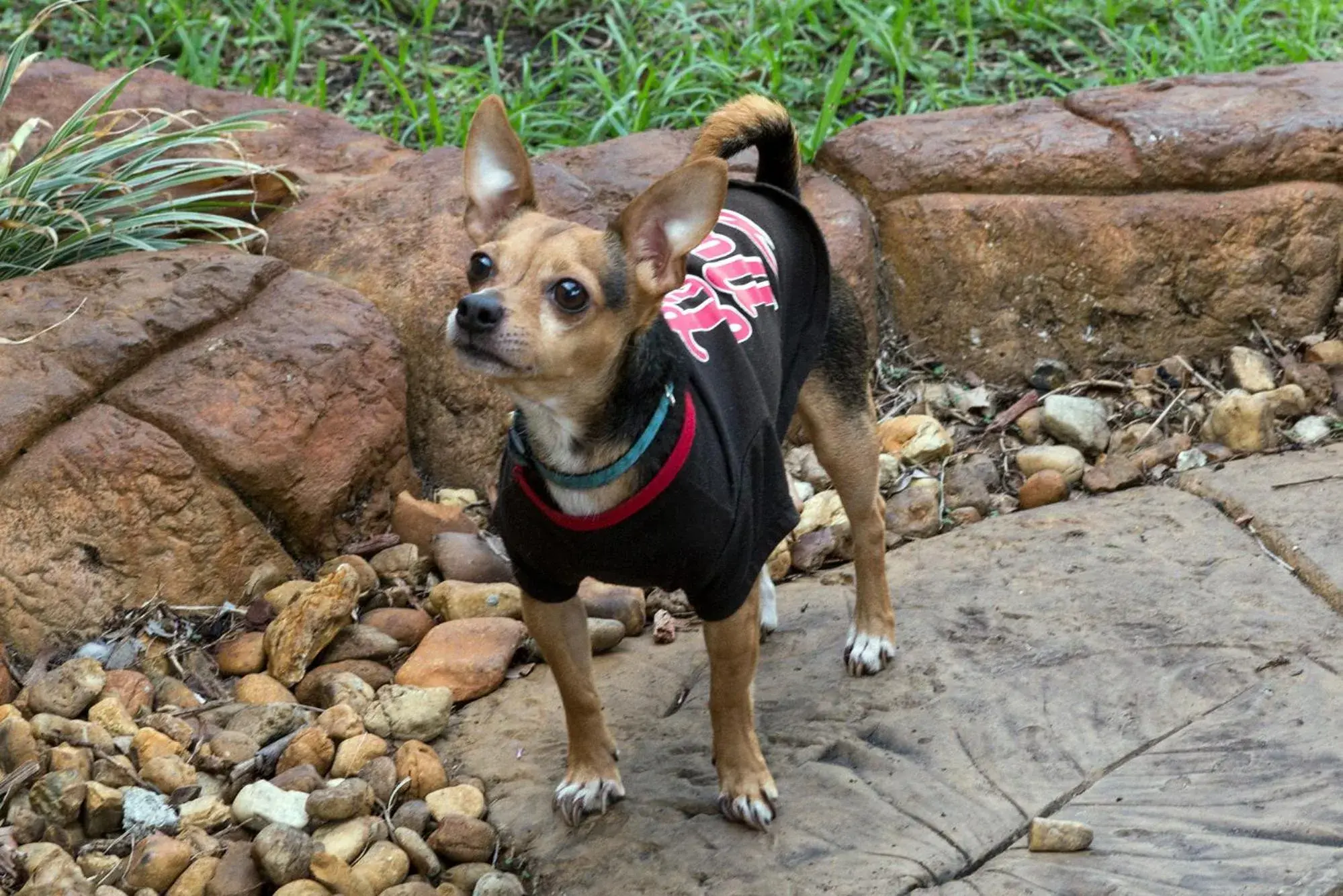 Economy Double Room in Richard's Pet Friendly Motel Economy Double Room in Richard's Pet Friendly Motel